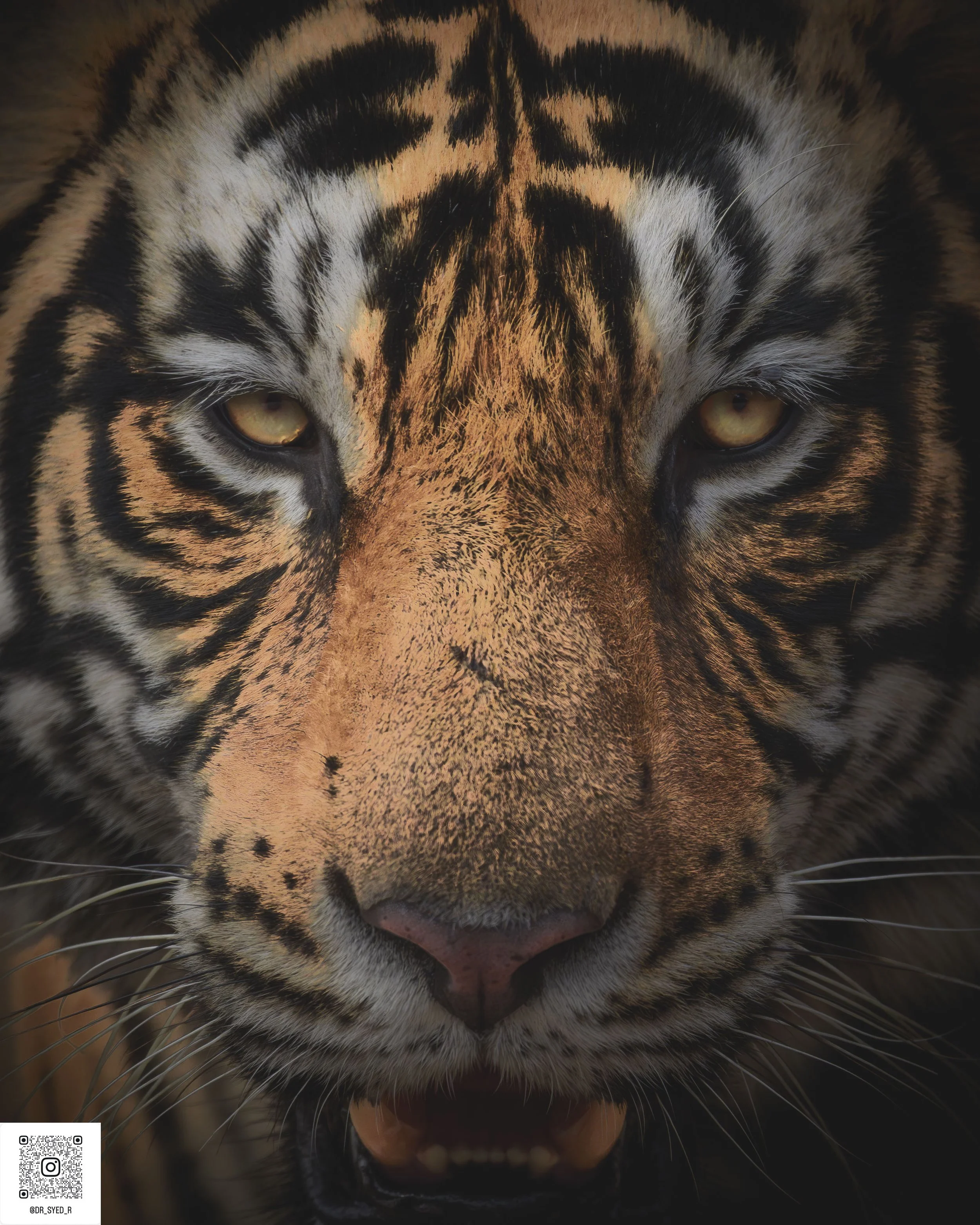 ranthambore 2025-14.jpg