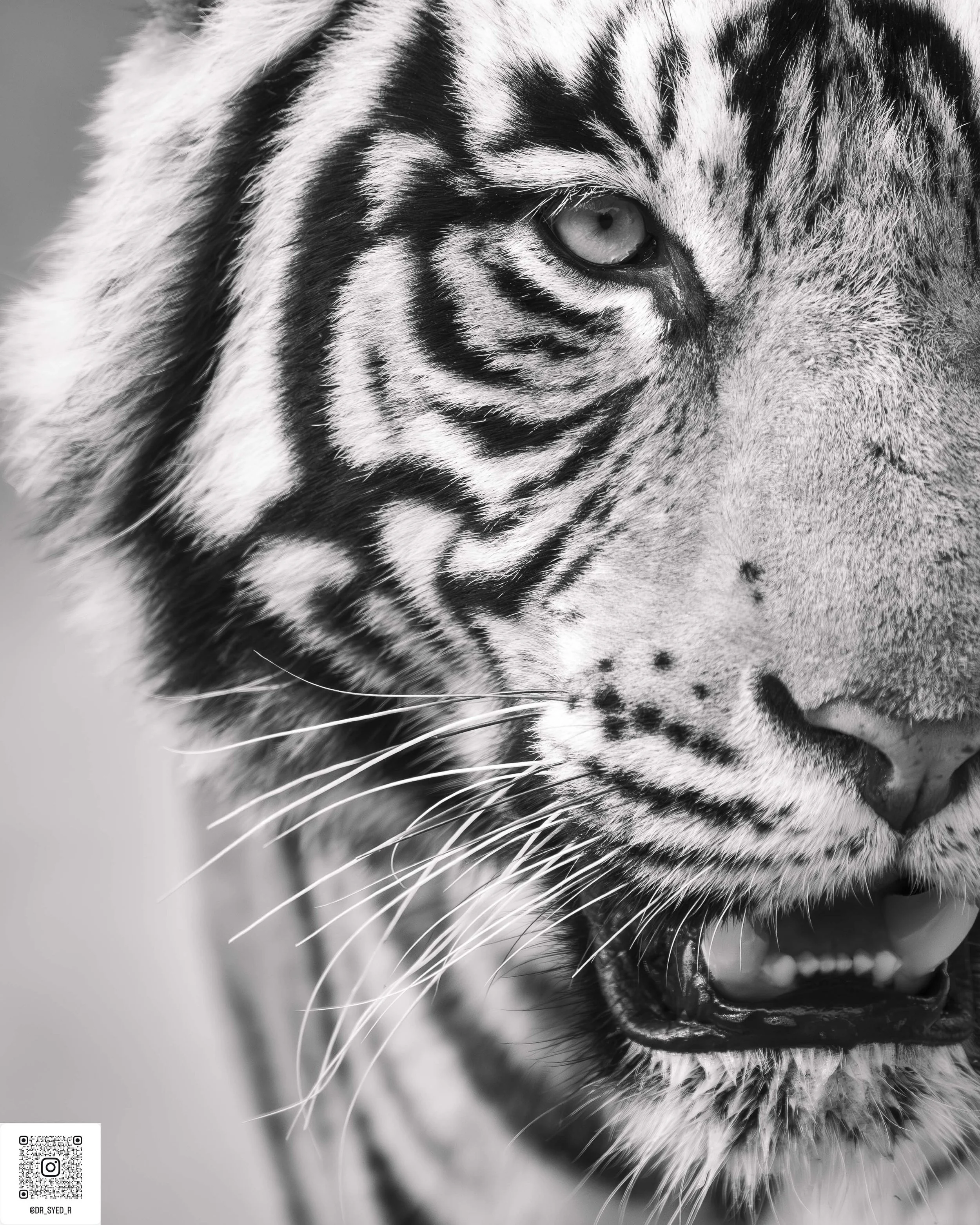 ranthambore 2025-17.jpg