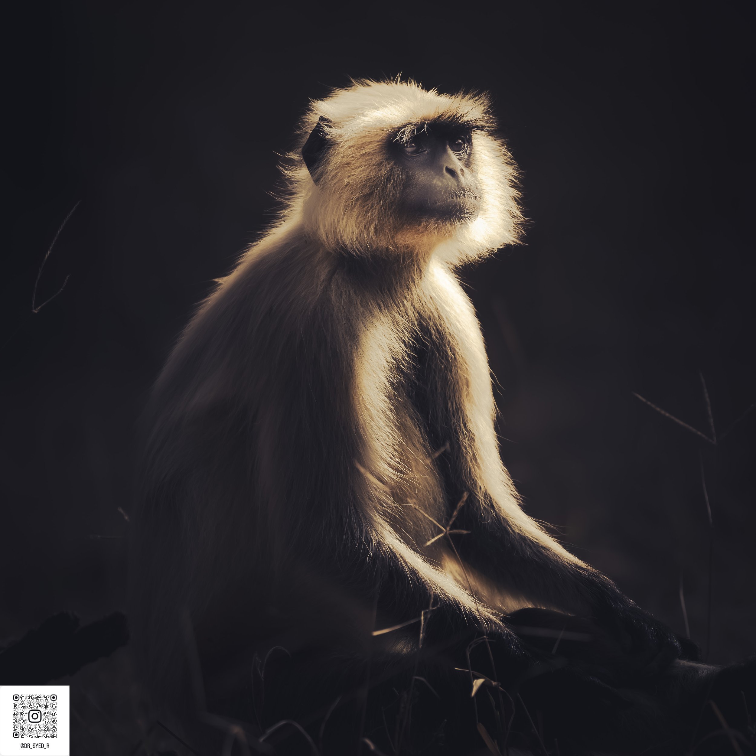 ranthambore 2025-10.jpg