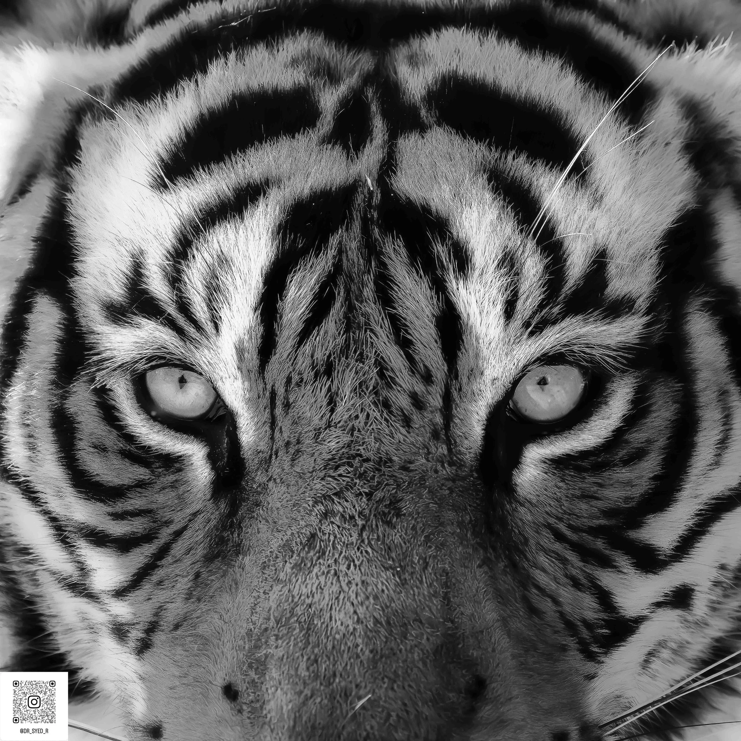 ranthambore 2025-4.jpg