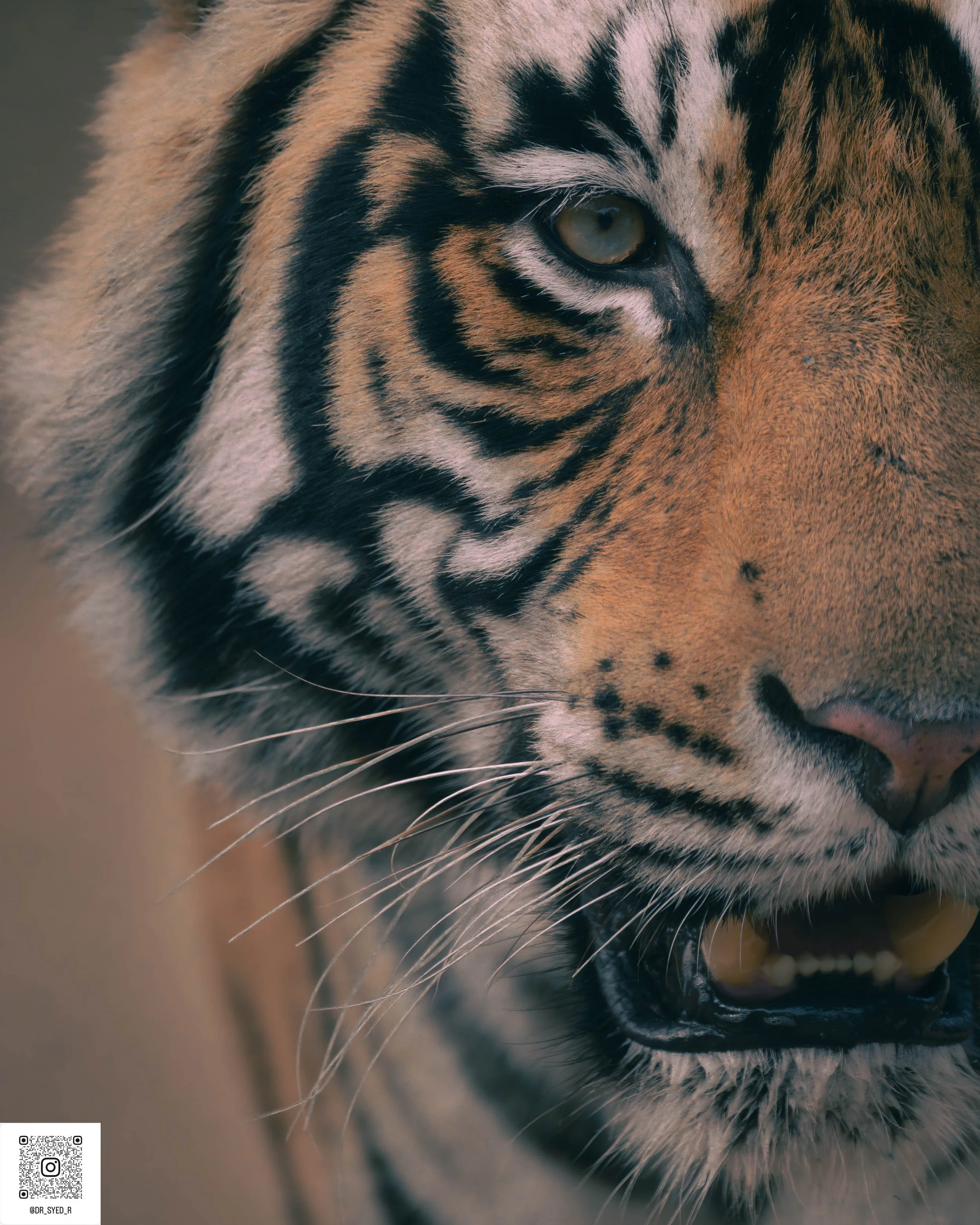 ranthambore 2025-16.jpg