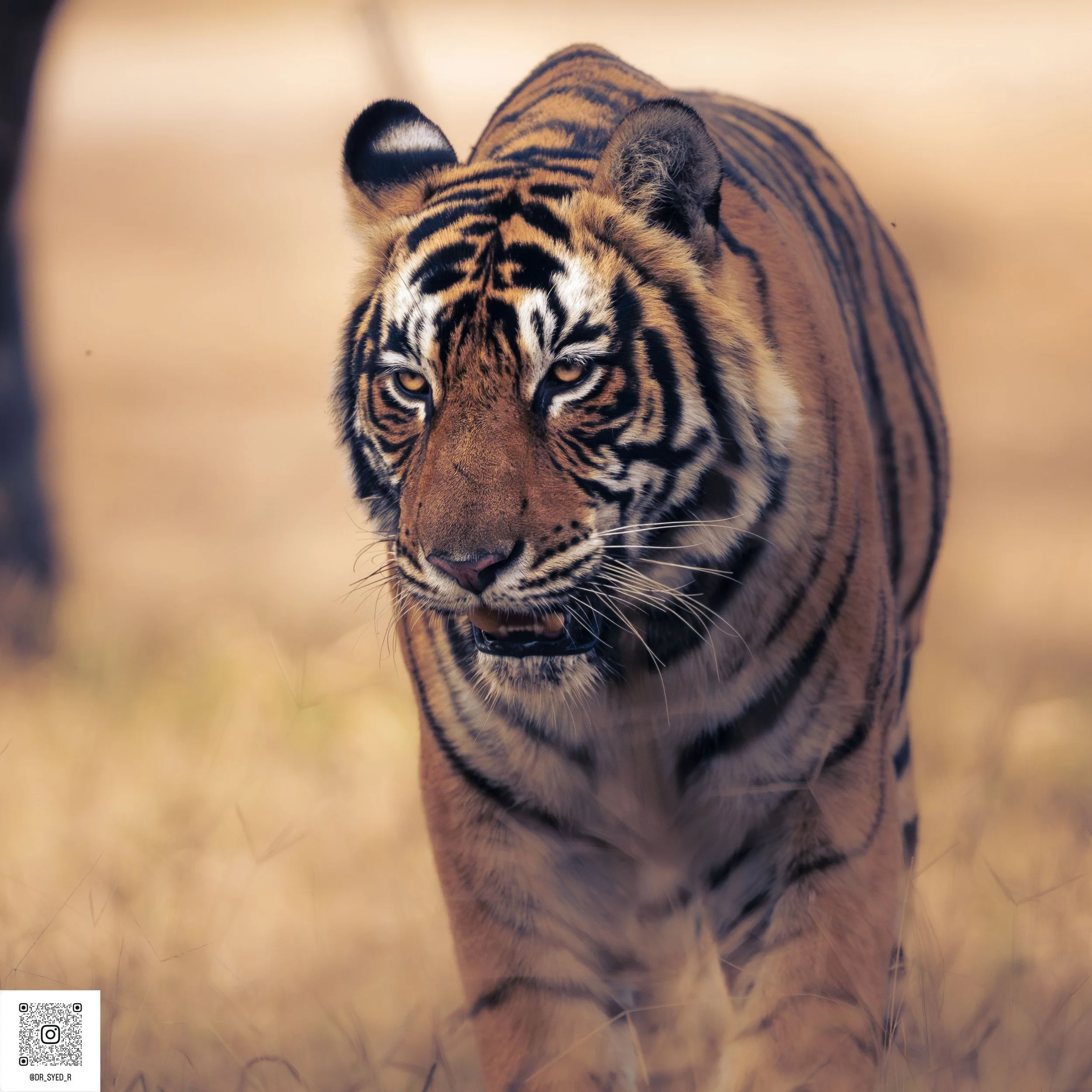 ranthambore 2025-12.jpg