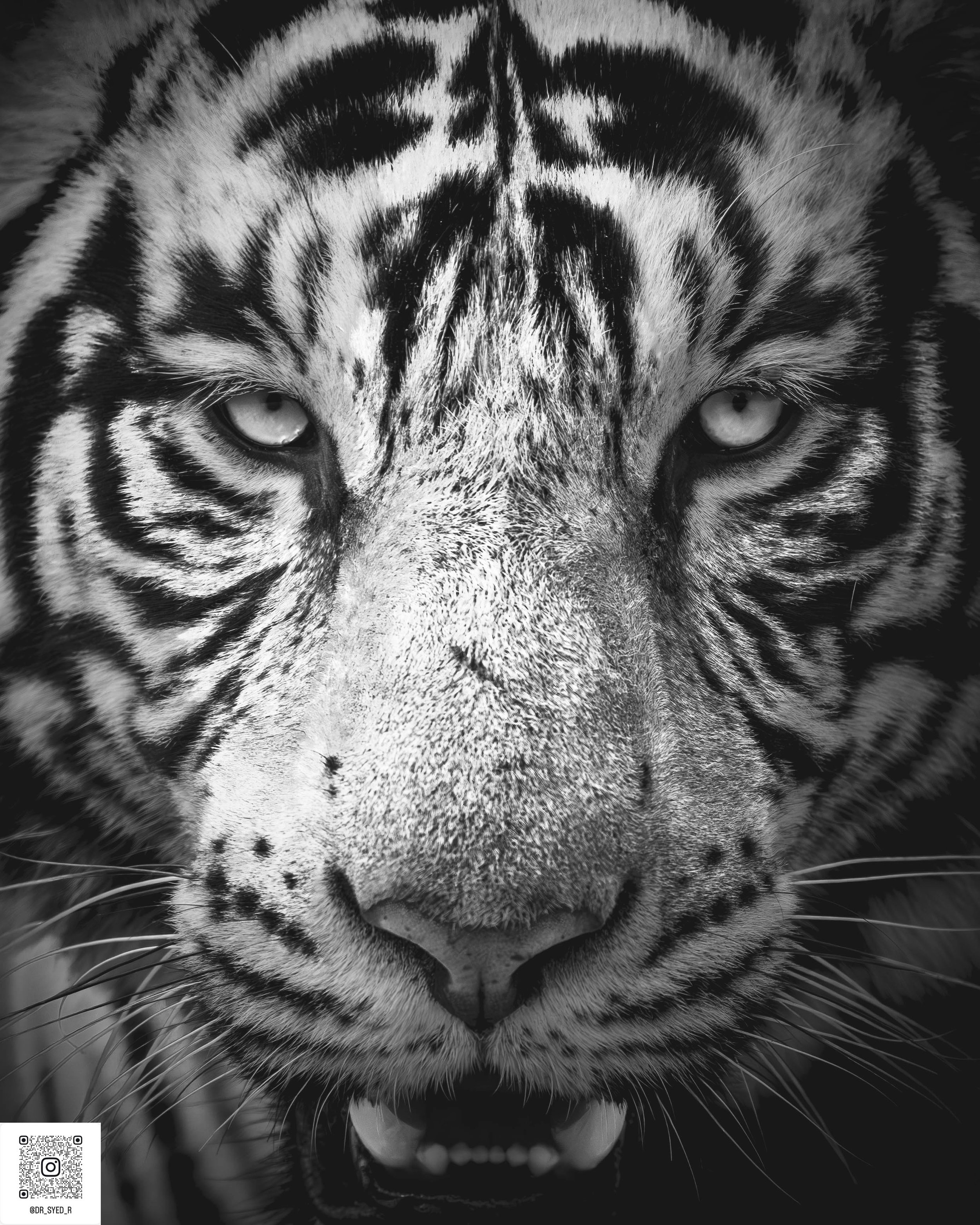 ranthambore 2025-15.jpg