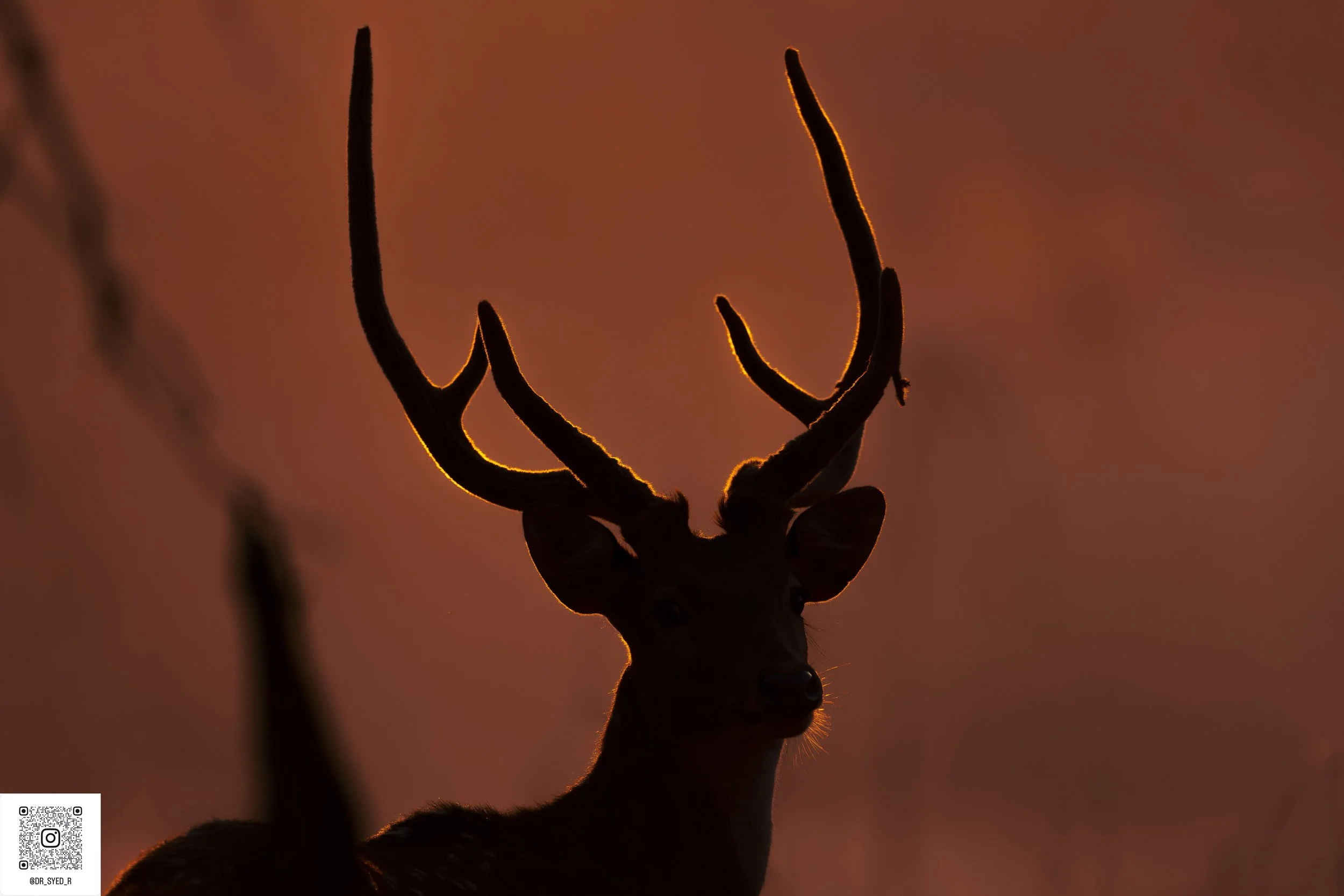 ranthambore 2025-7.jpg