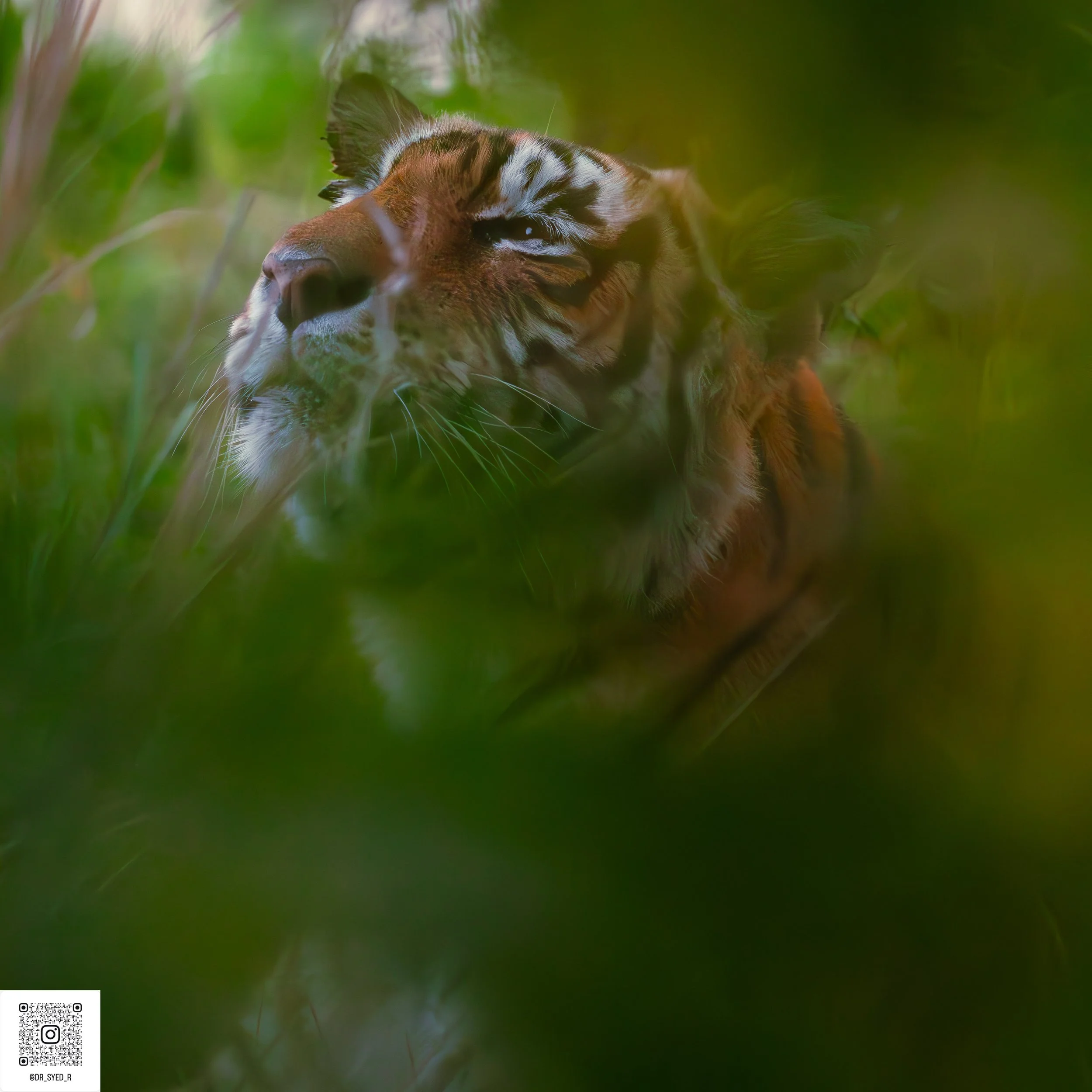 ranthambore 2025-8.jpg