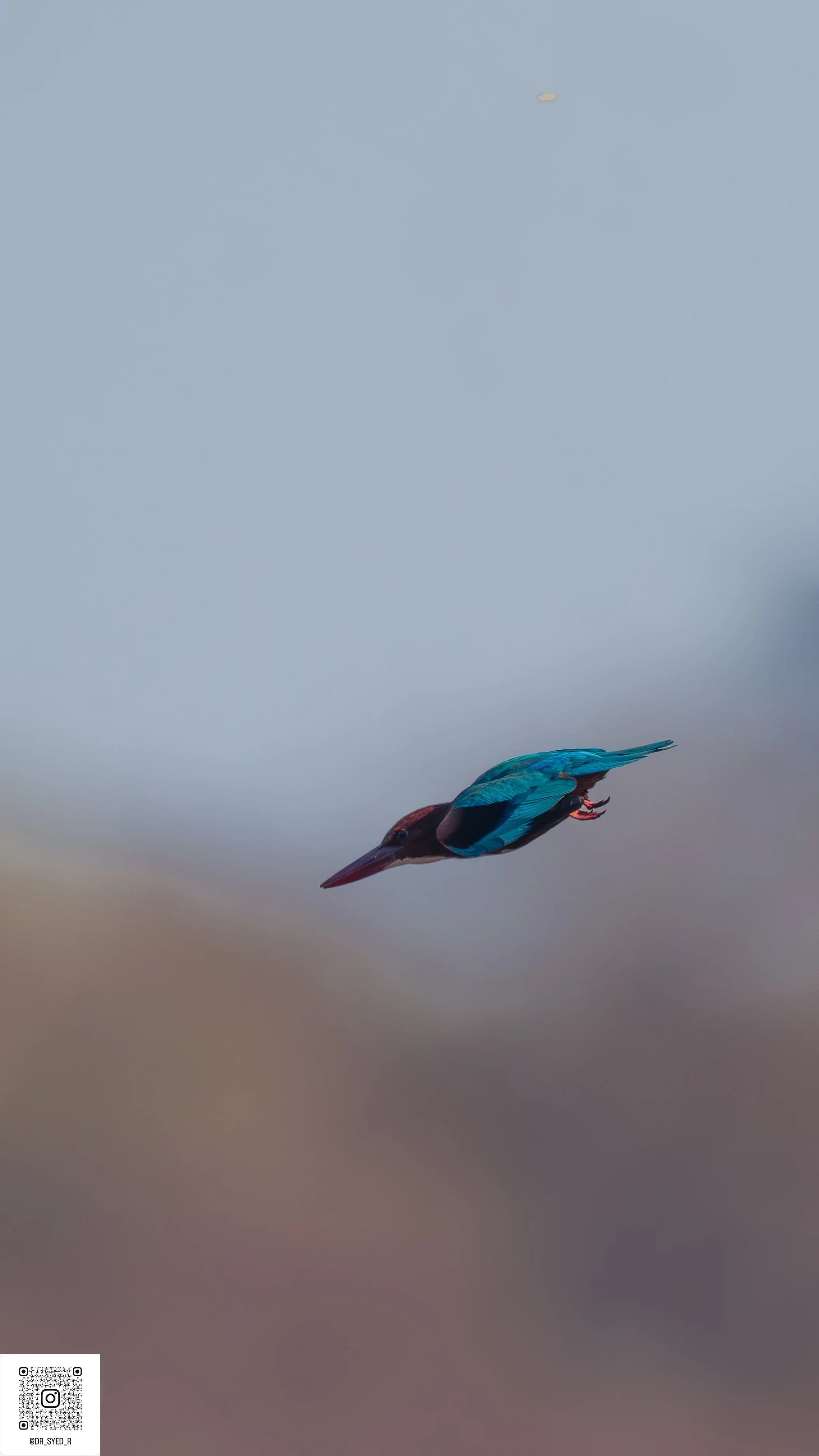 ranthambore 2025-6.jpg