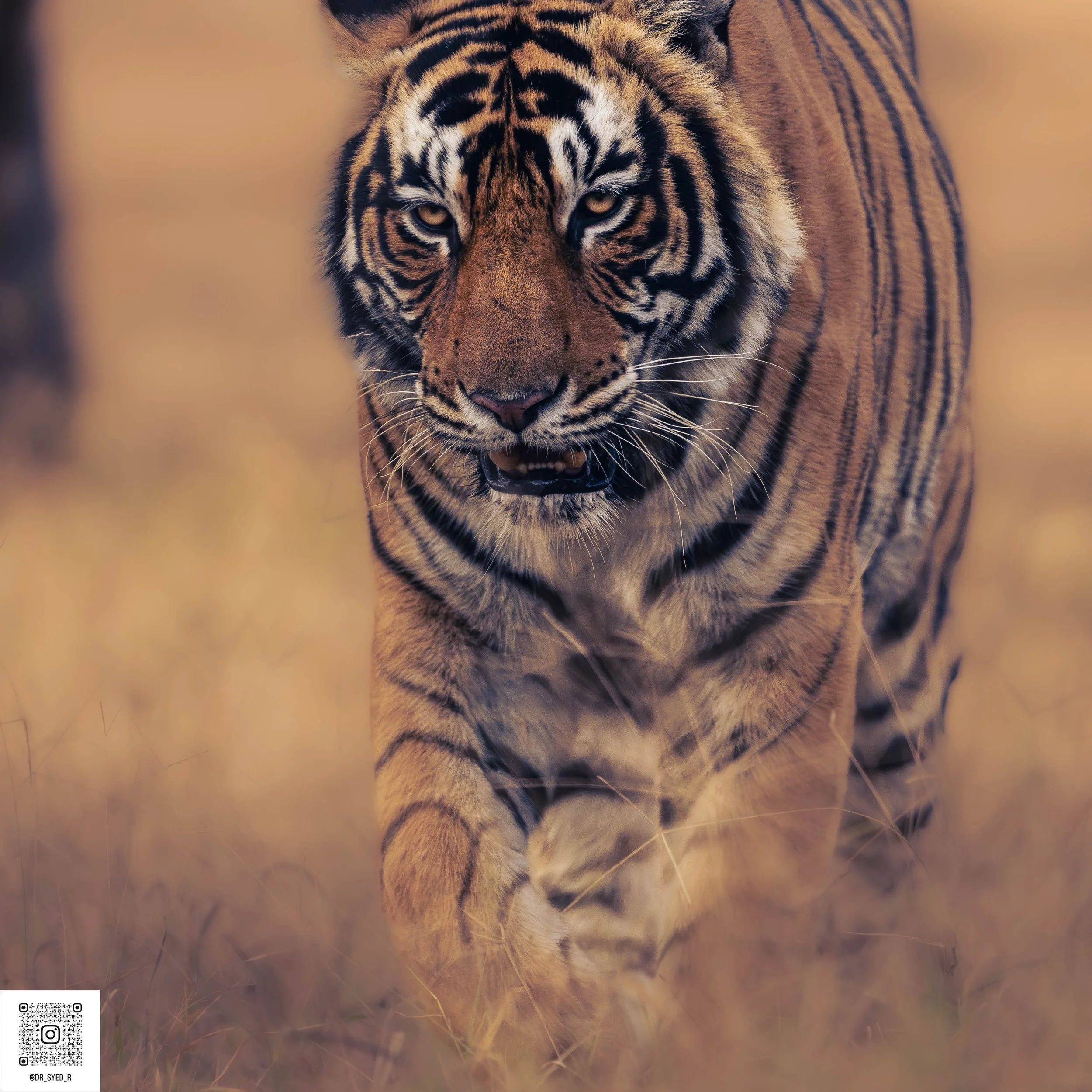 ranthambore 2025-13.jpg