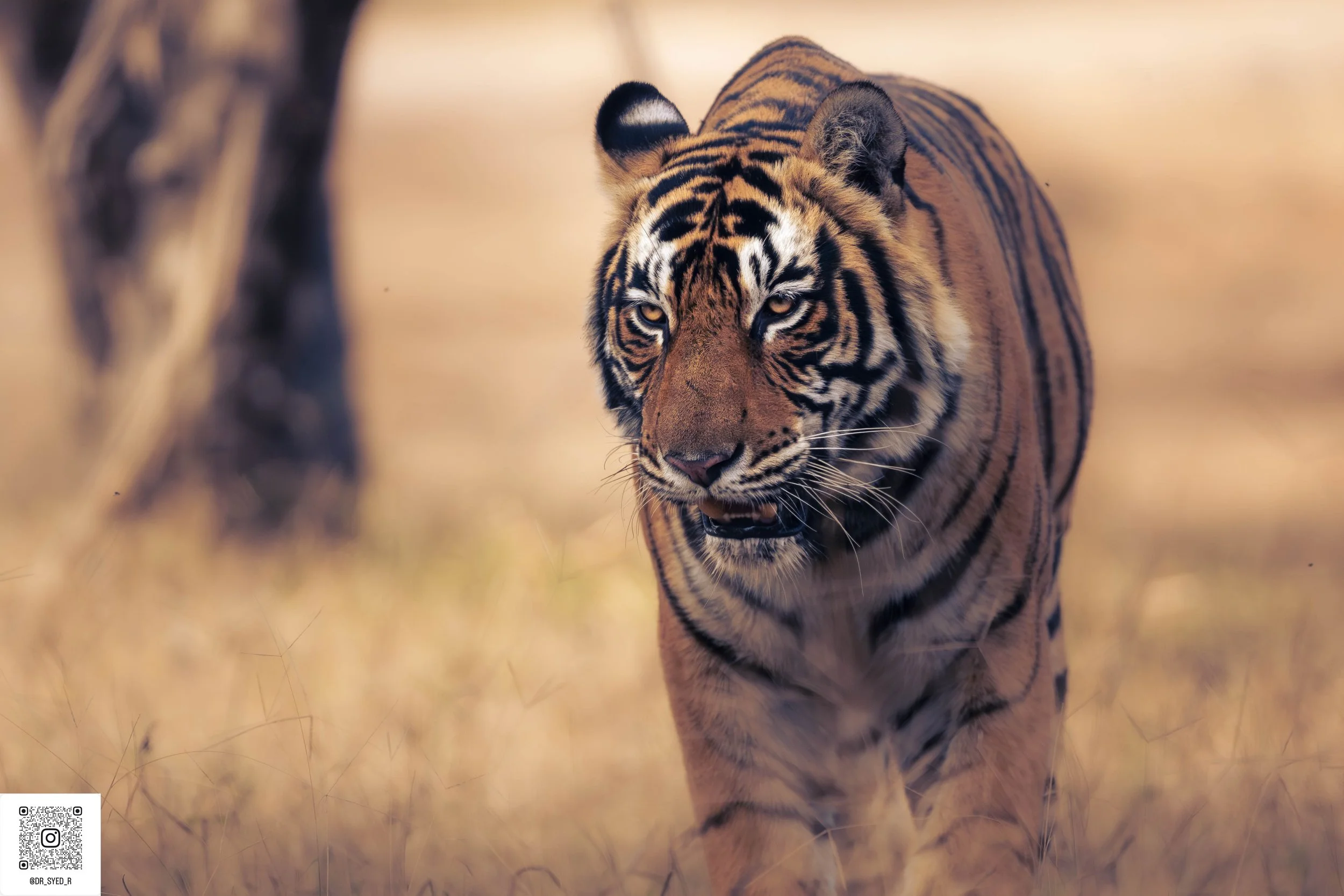 ranthambore 2025-11.jpg