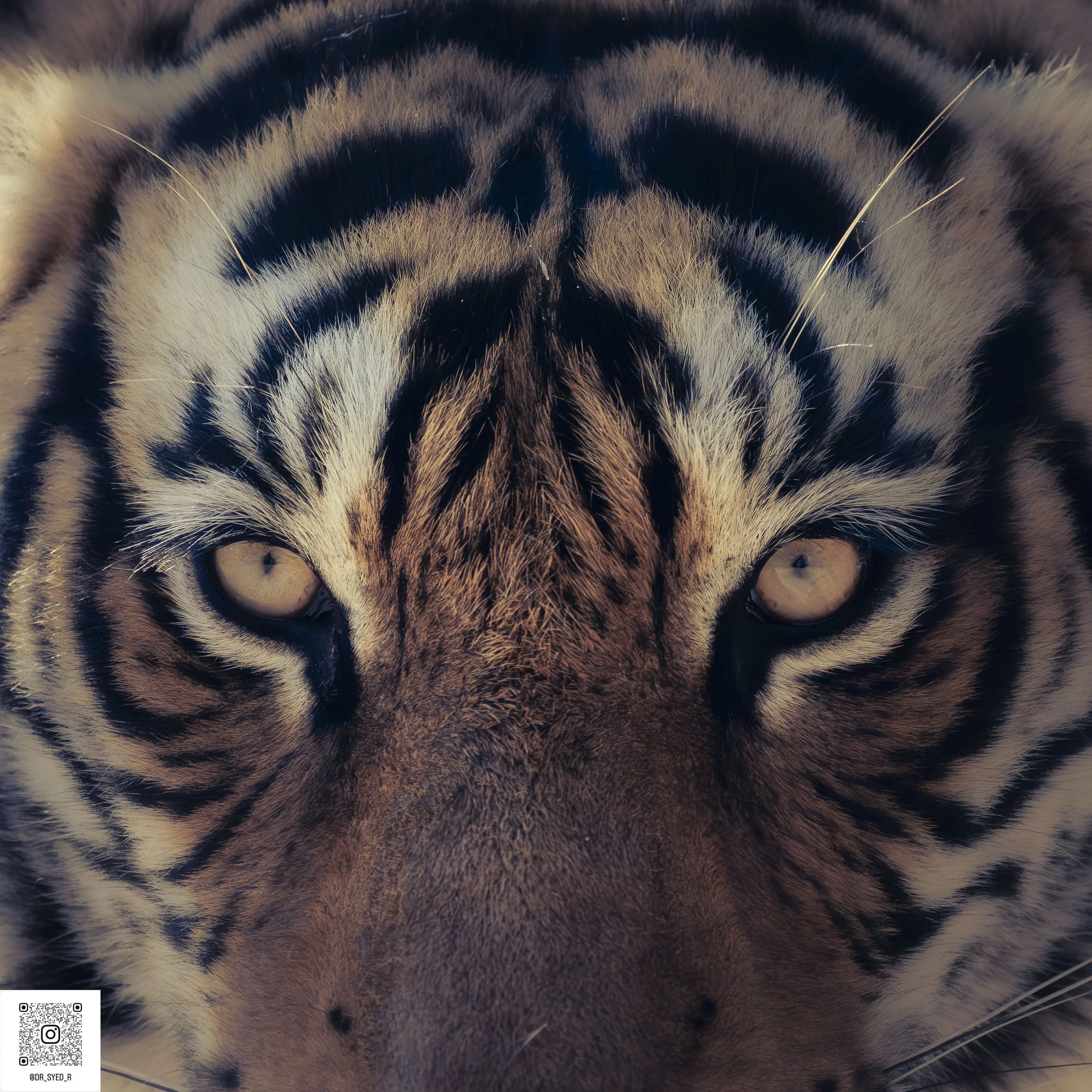 ranthambore 2025-5.jpg