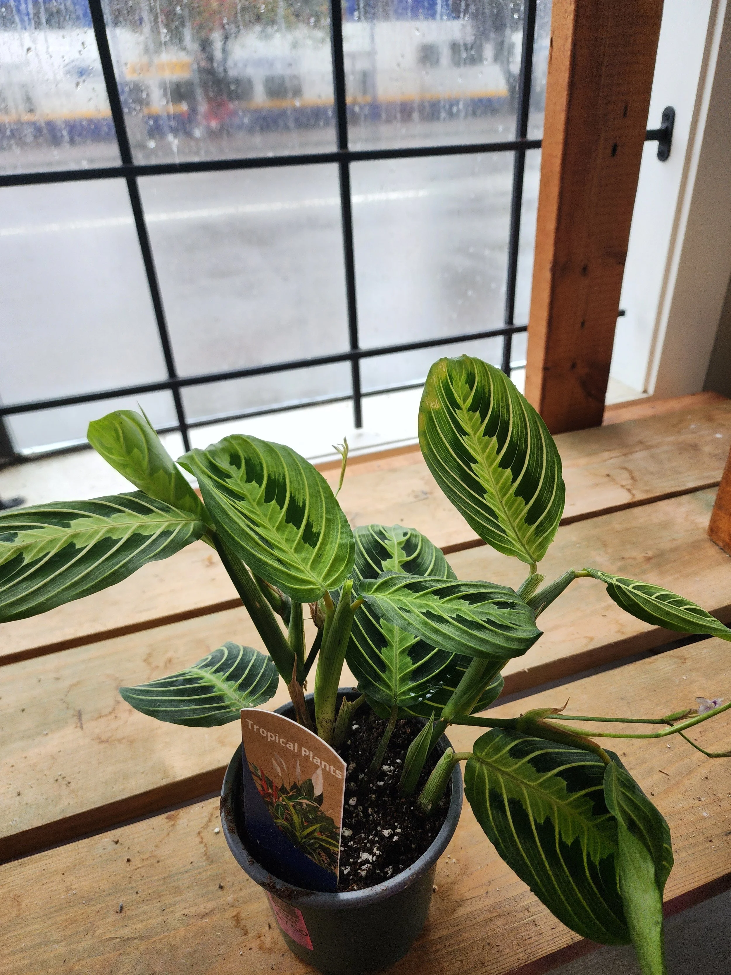 Prayer Plant