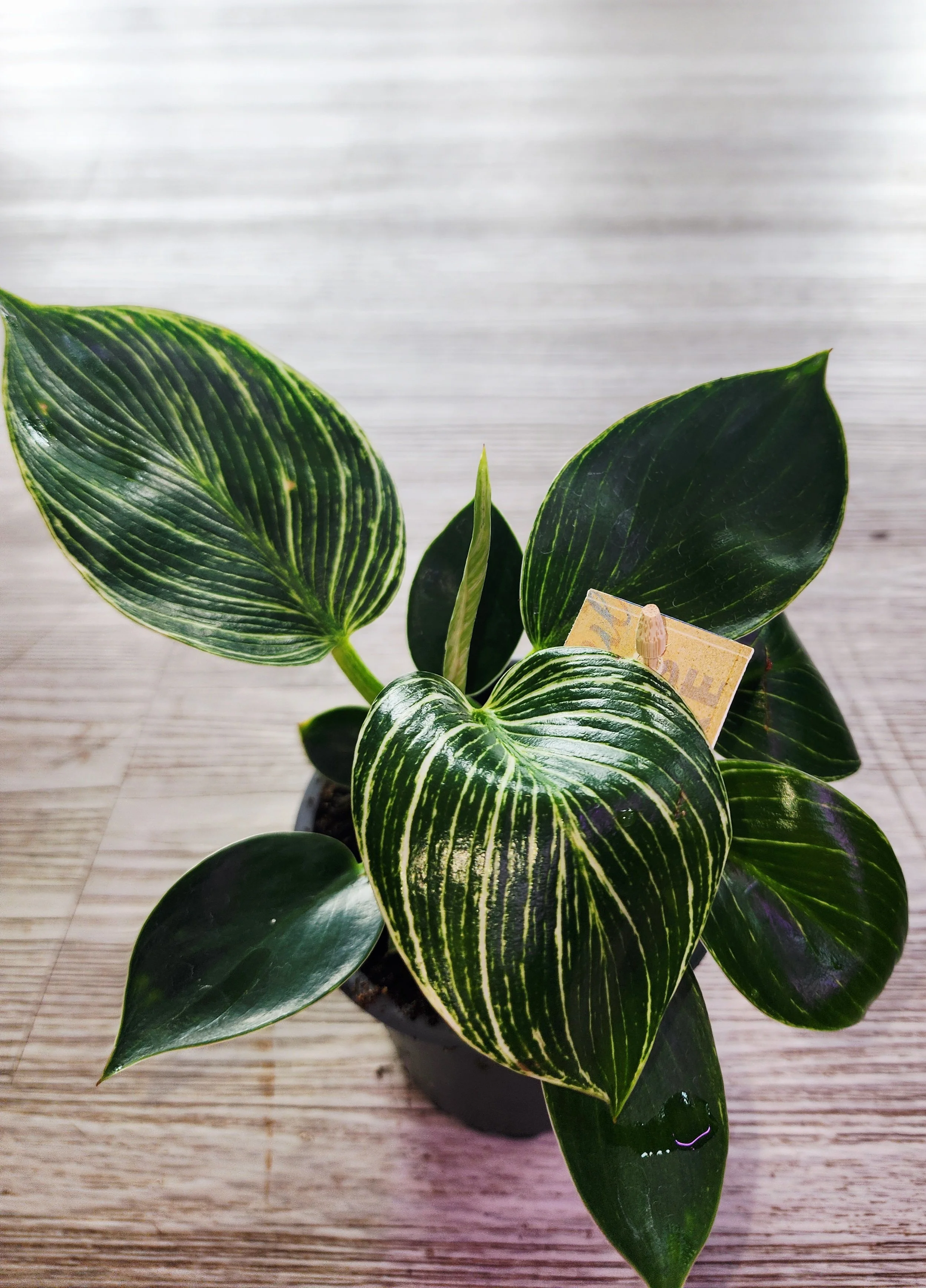 philodendron birkin .jpg