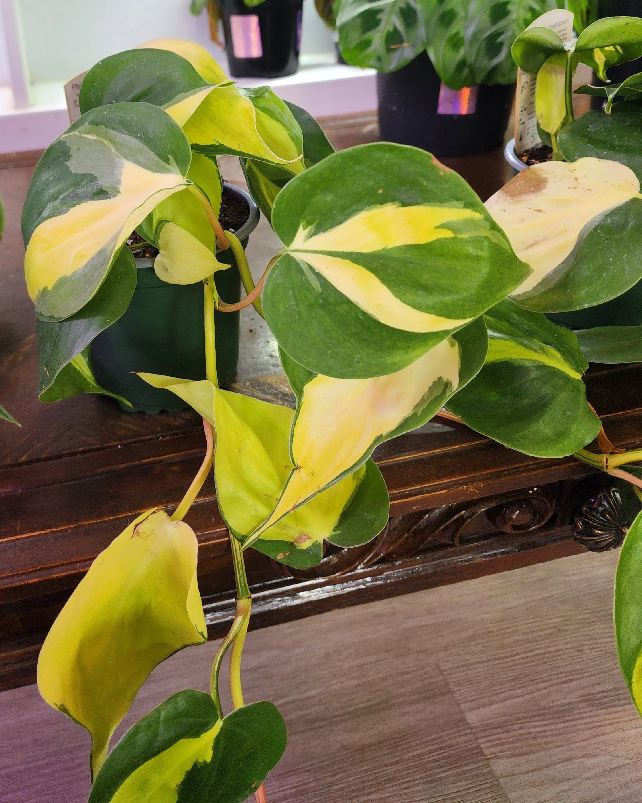 Philodendron- Brazil