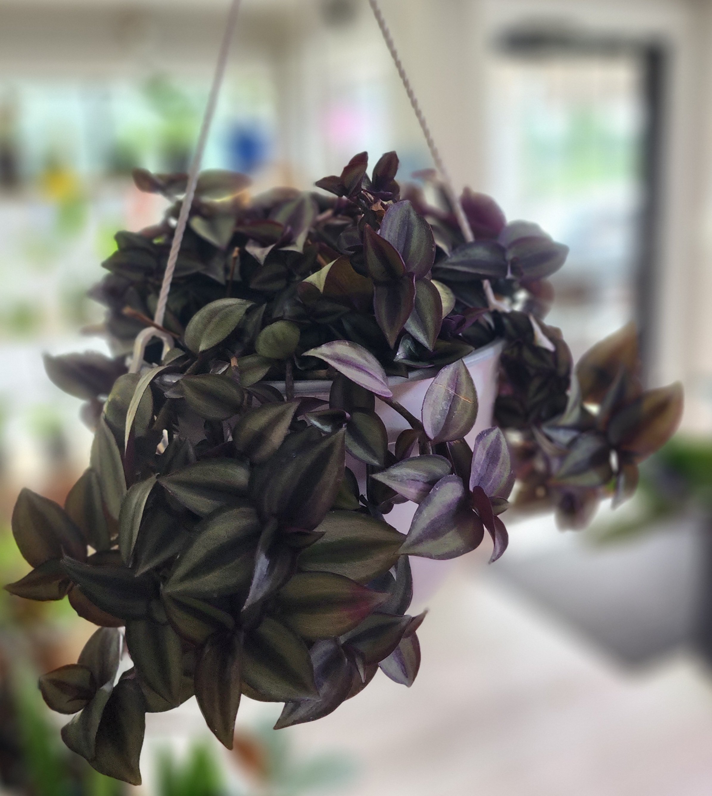 inchplantbasket.jpg