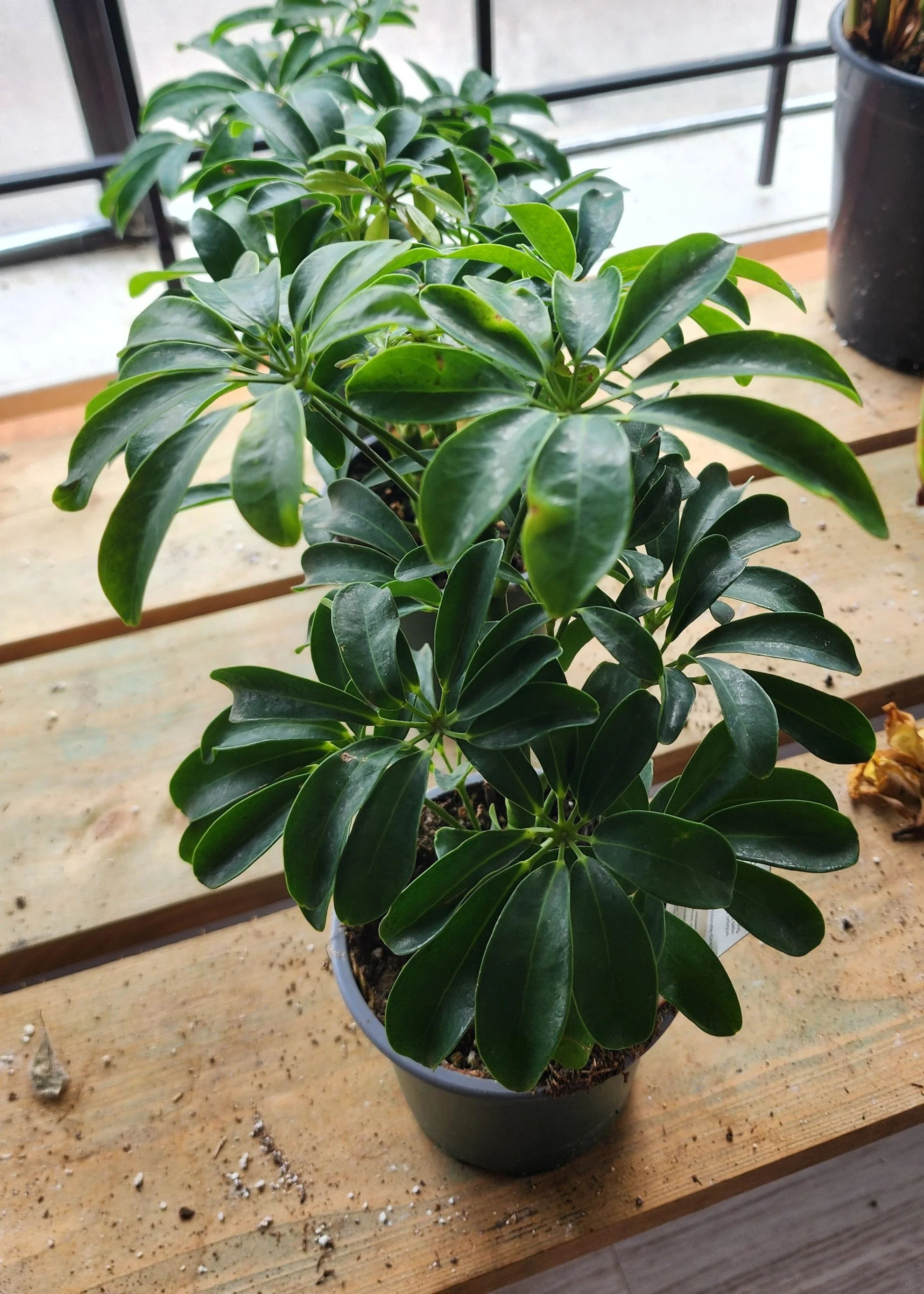Umbrella Tree