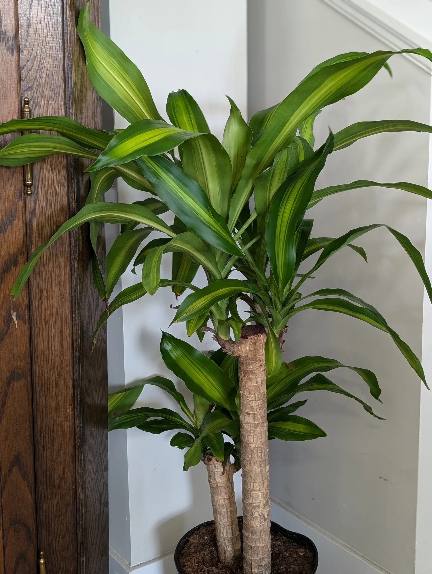 efeu und thymian Salbe Cosmeticus mit Efeu und Thymian Faunus Plant Best Price –  PerspectiveSkin.Care main image 0