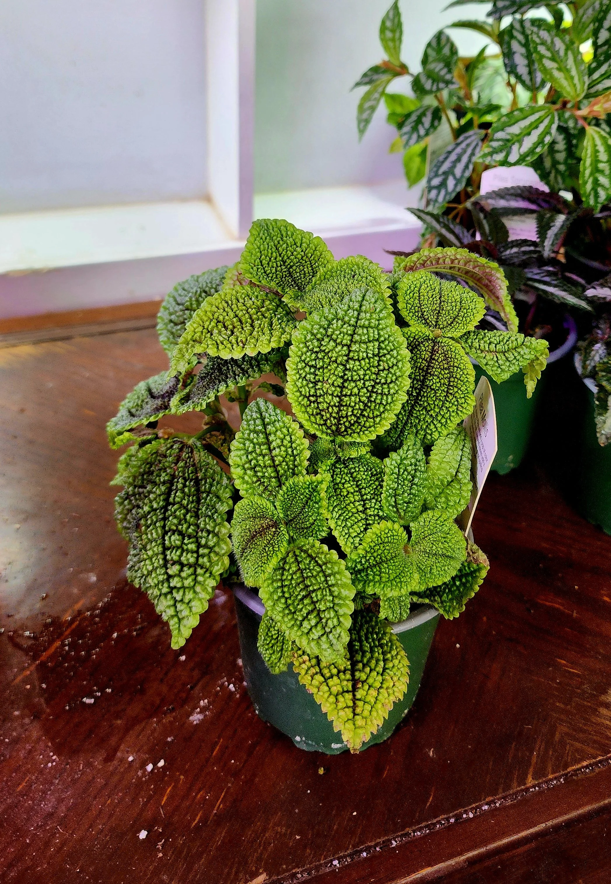 pileamoonvalley, friendship plant.jpg