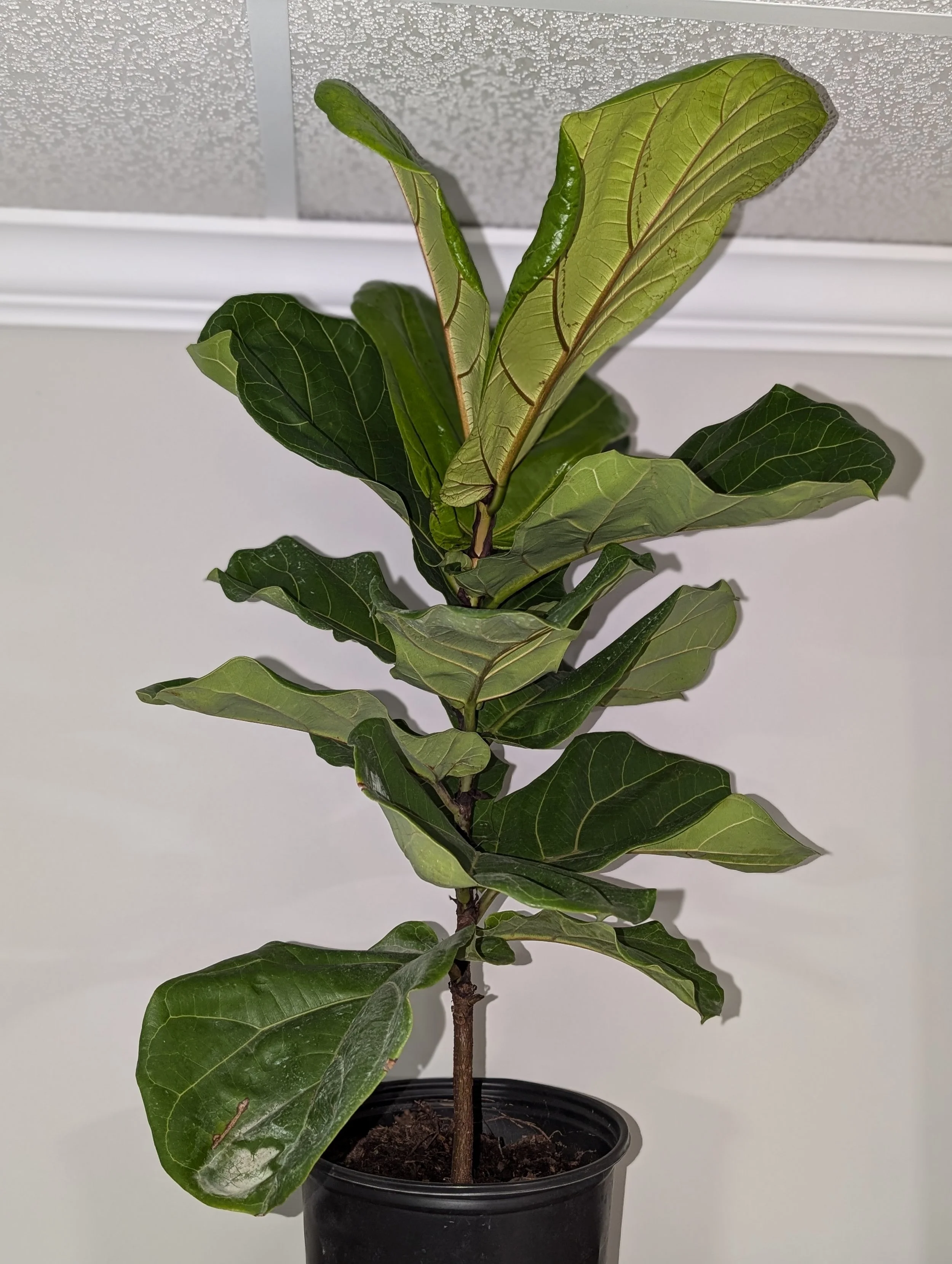 fiddleleaf.jpg