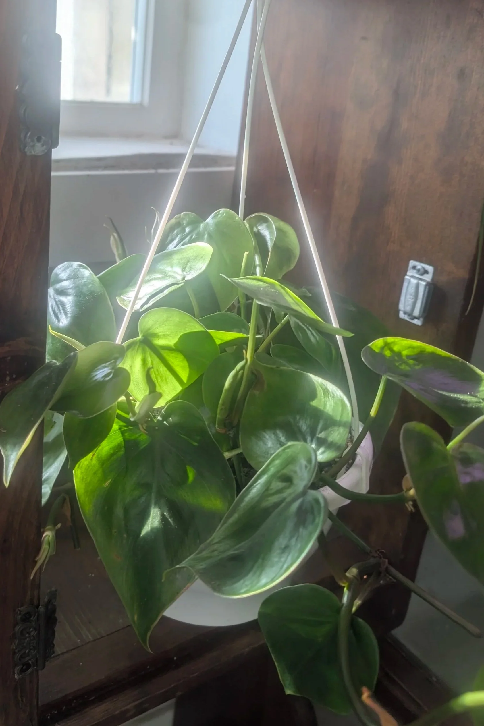 Philodendron- Heart Leaf