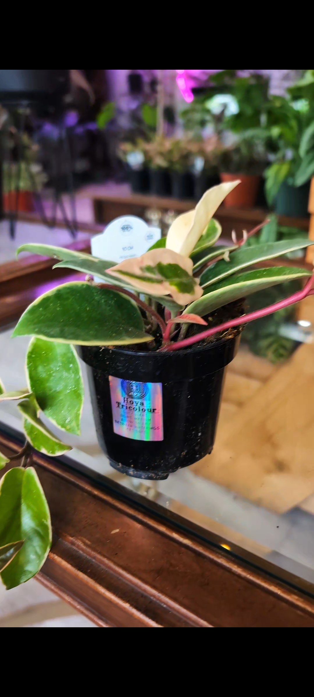 Hoya- Tricolour