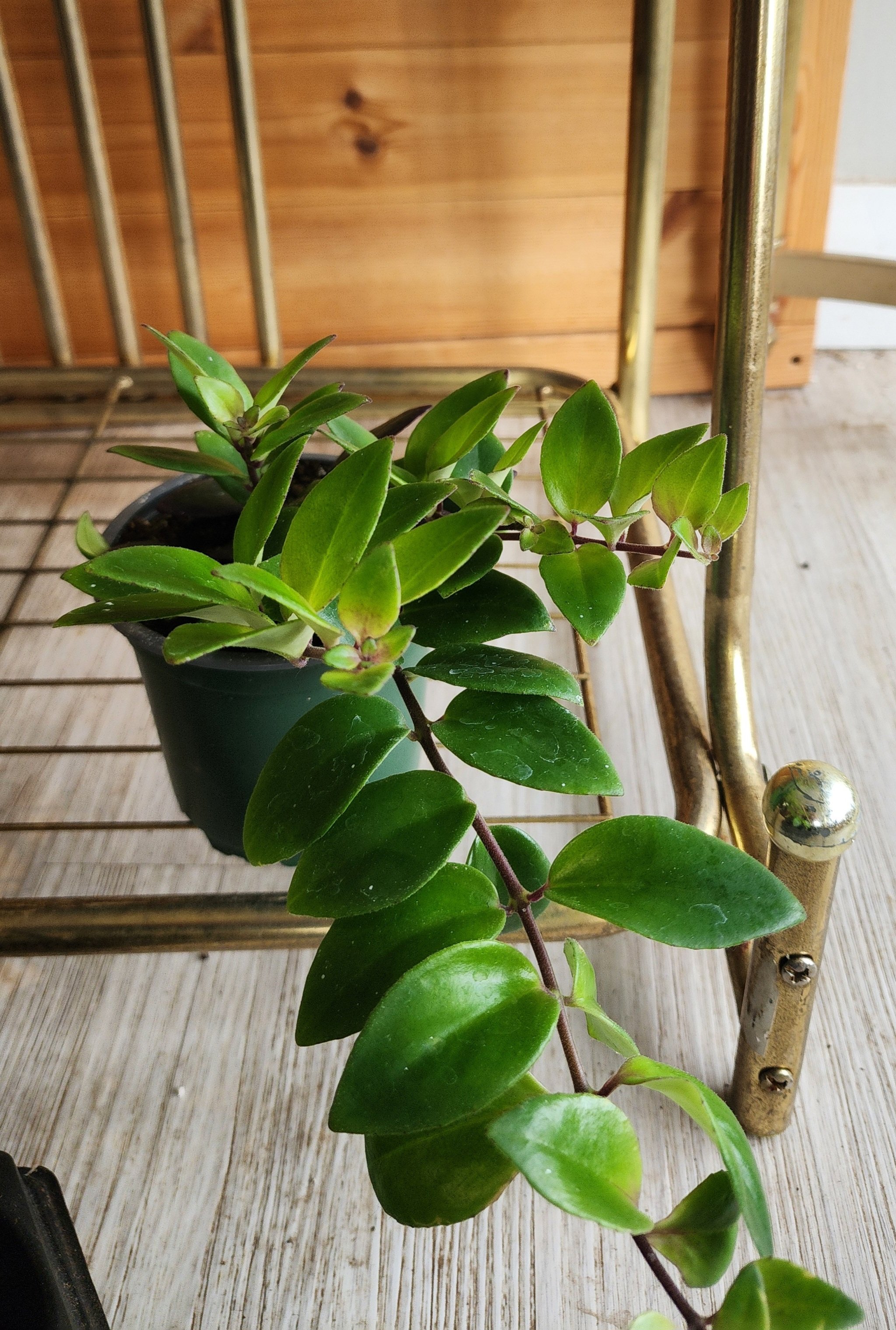 lipstickplant4_.jpg