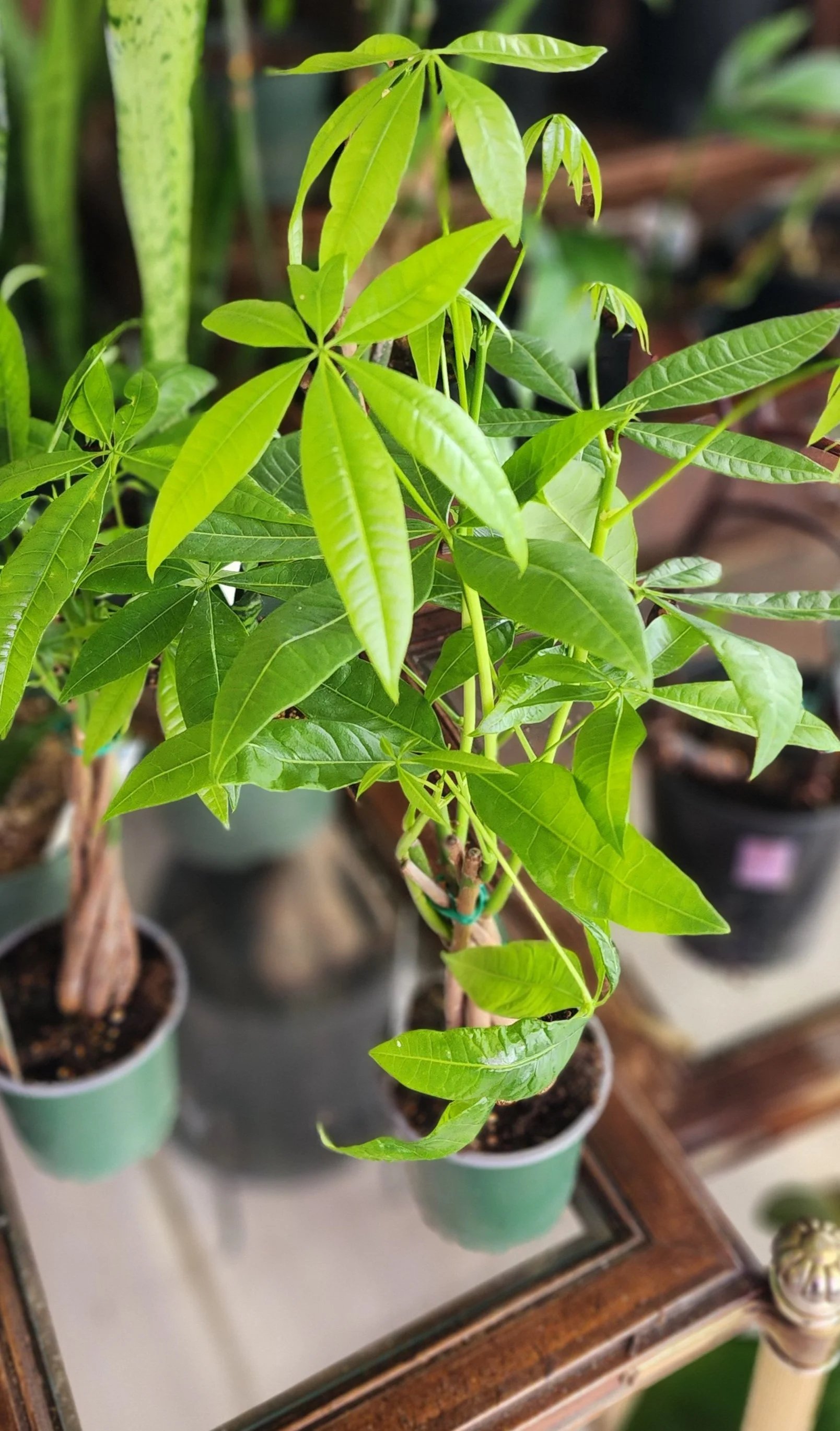Money Tree