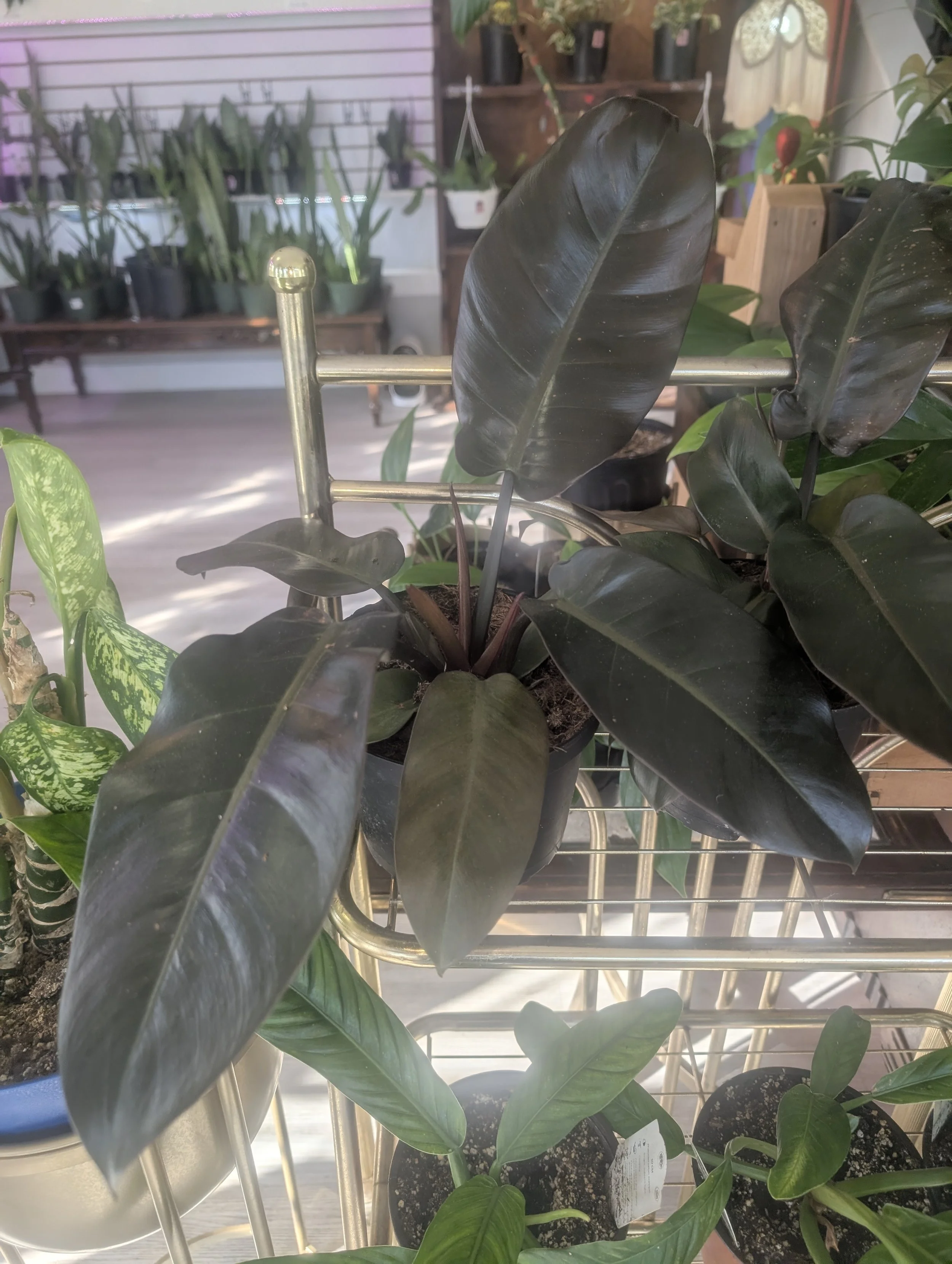Philodendron- Black Cardinal