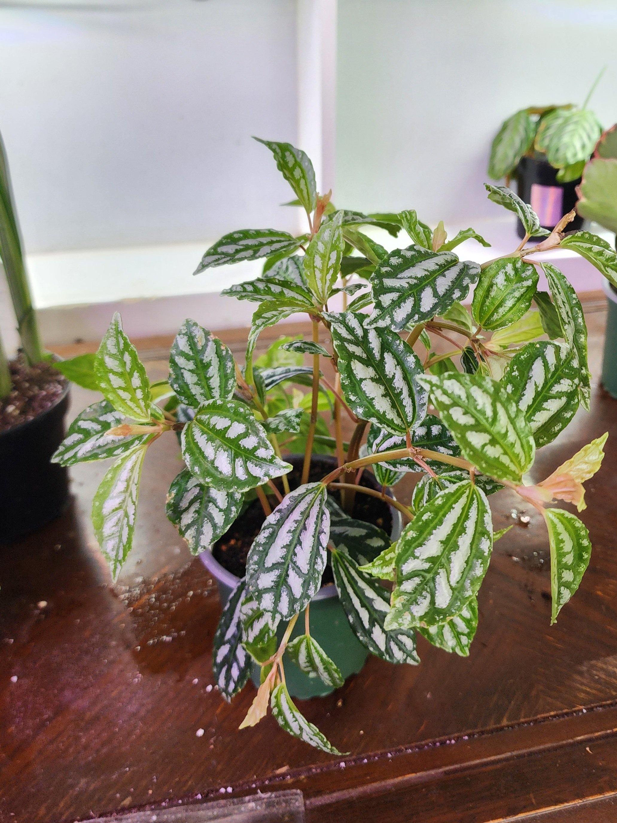 Aluminum plant, watermelon pilea.jpg