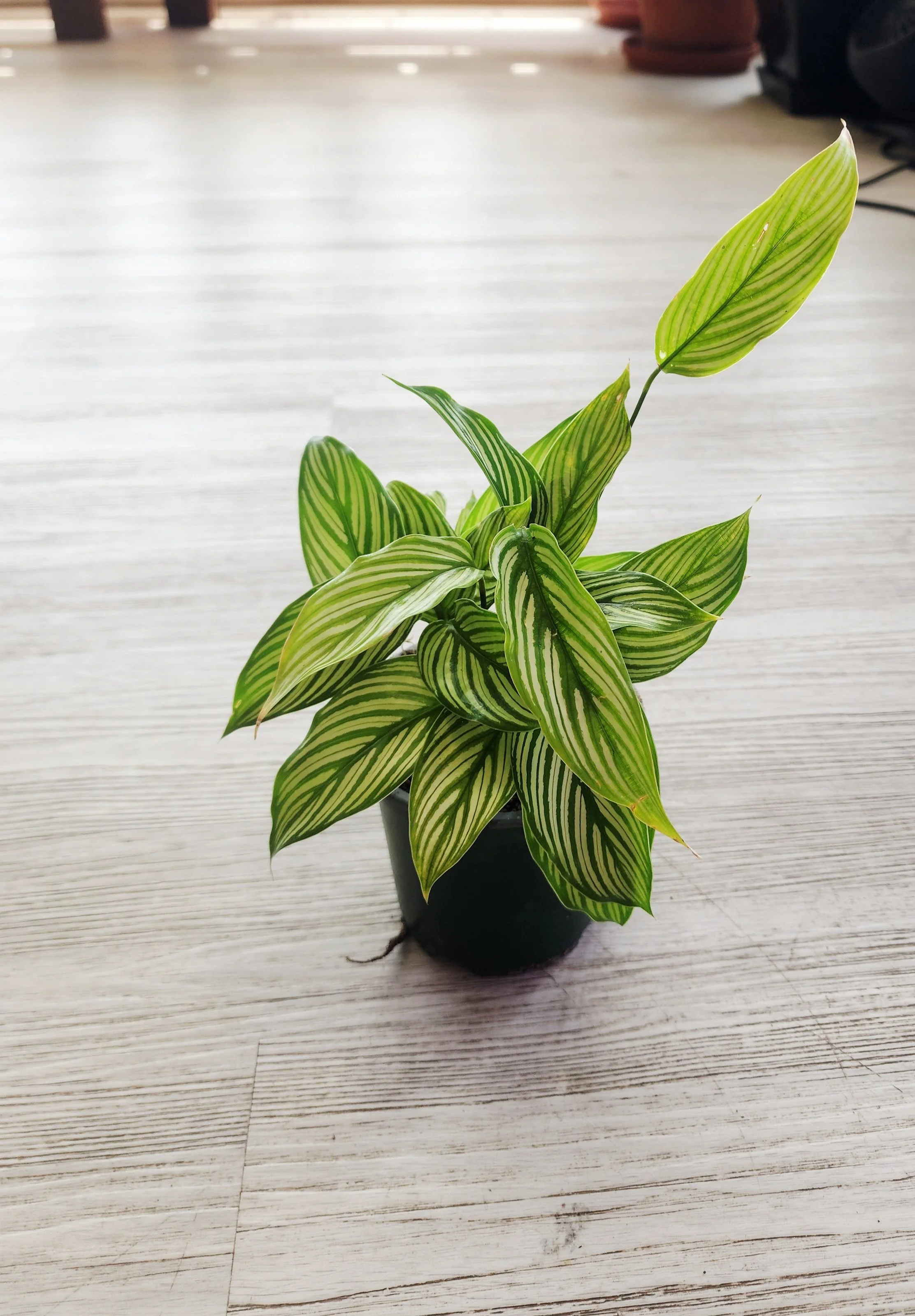 calathea orboifolia_.jpg