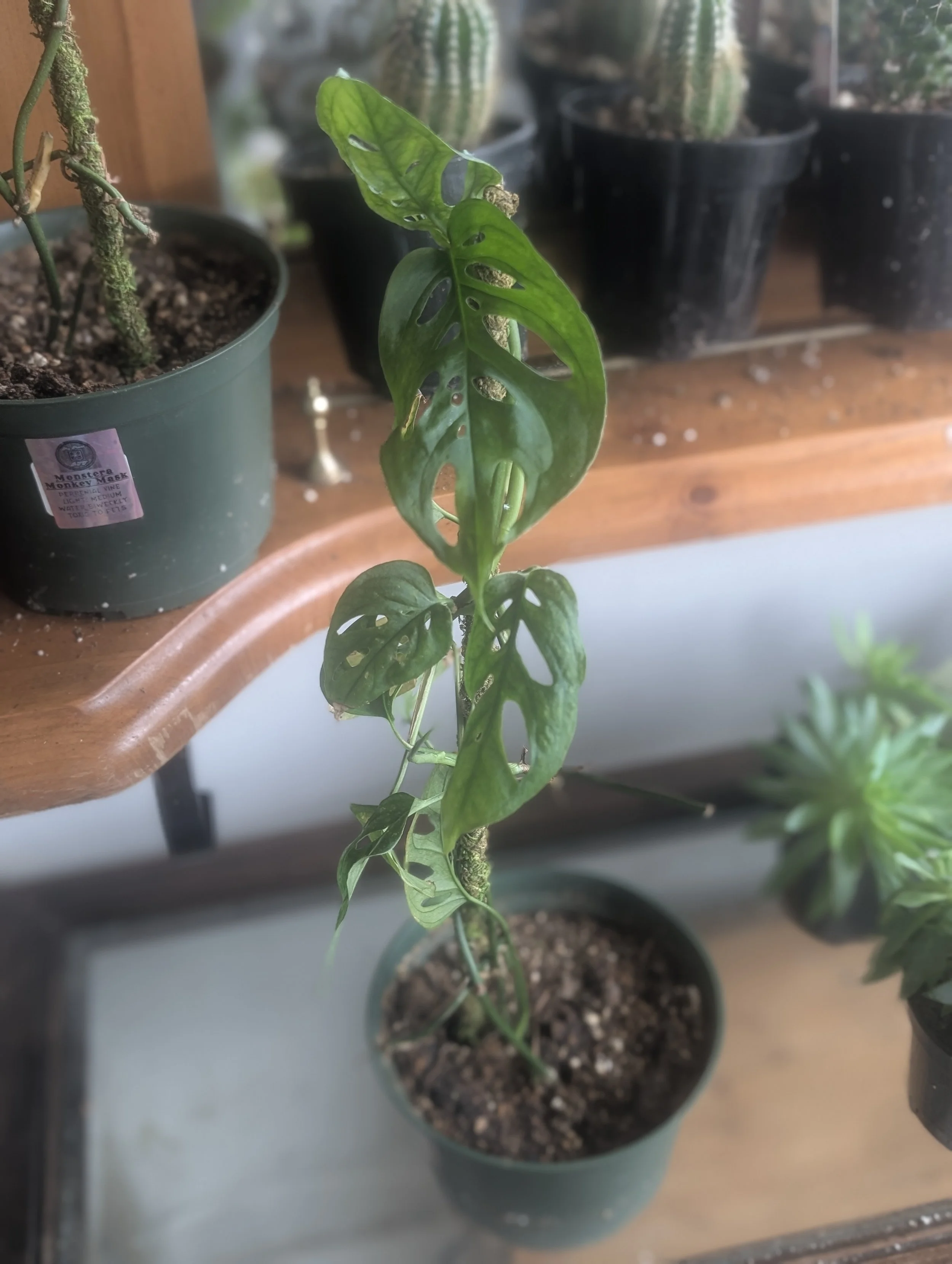 Monstera Monkey Mask