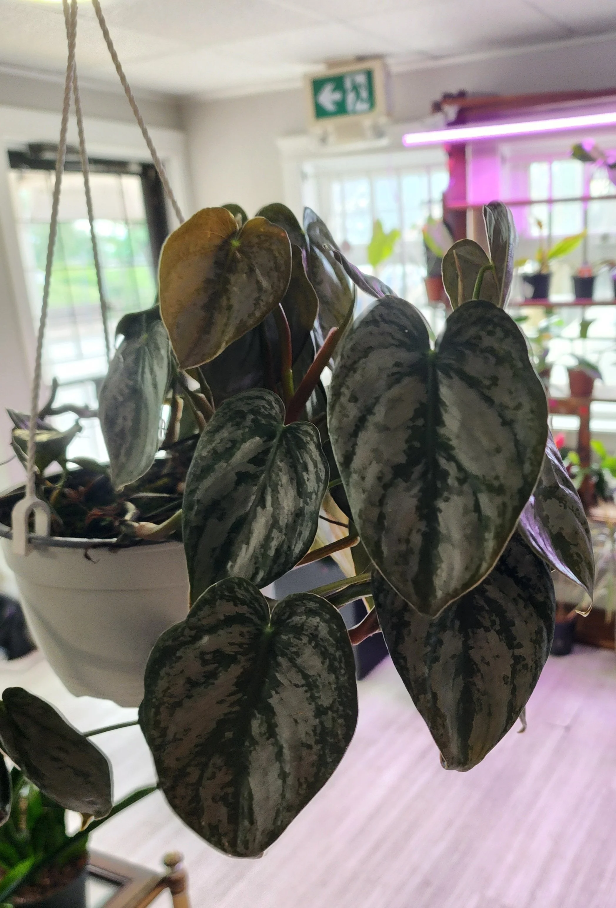 Philodendron- Brandi