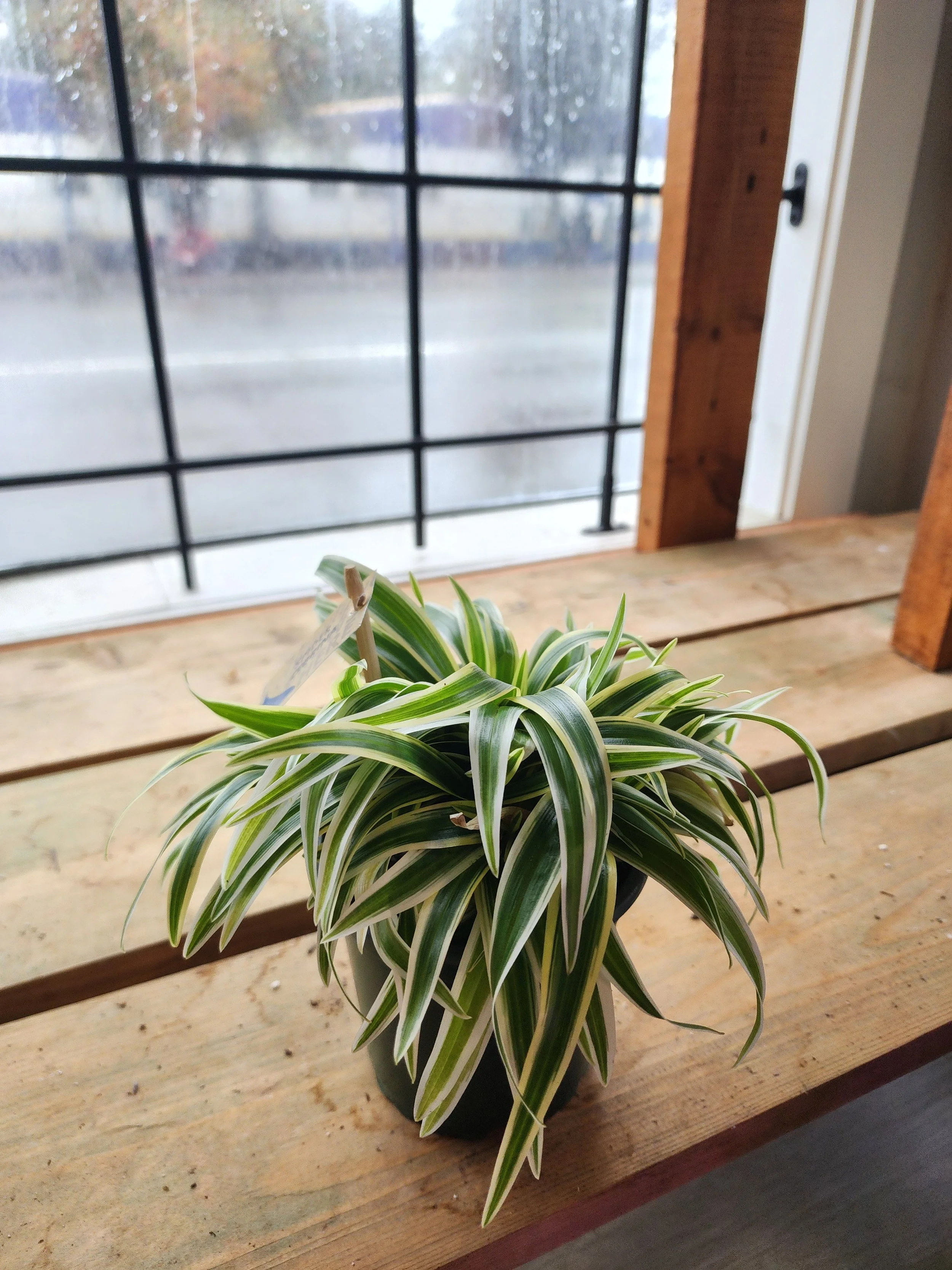 spiderplant.jpg