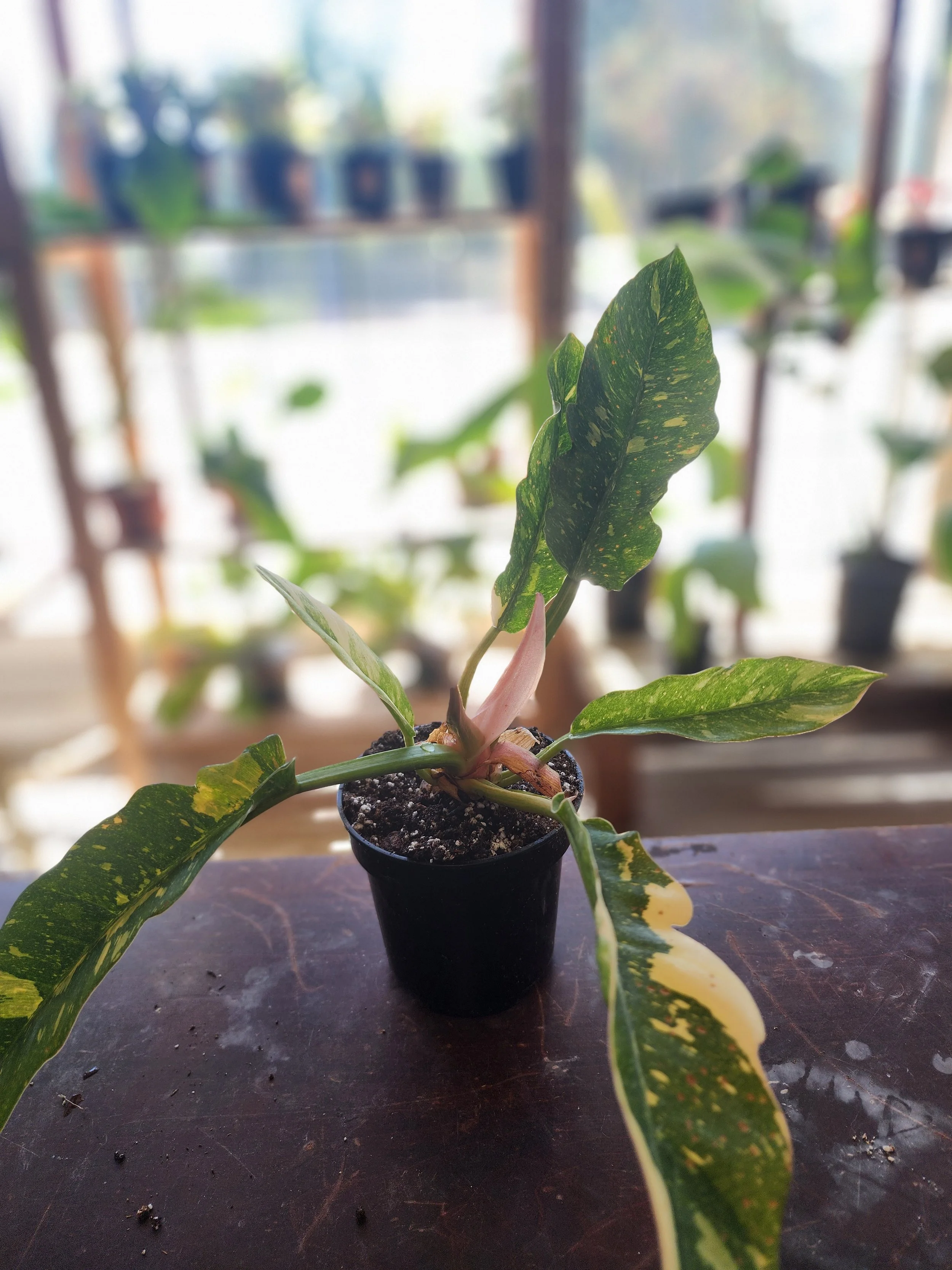 Philodendron- Ring of fire