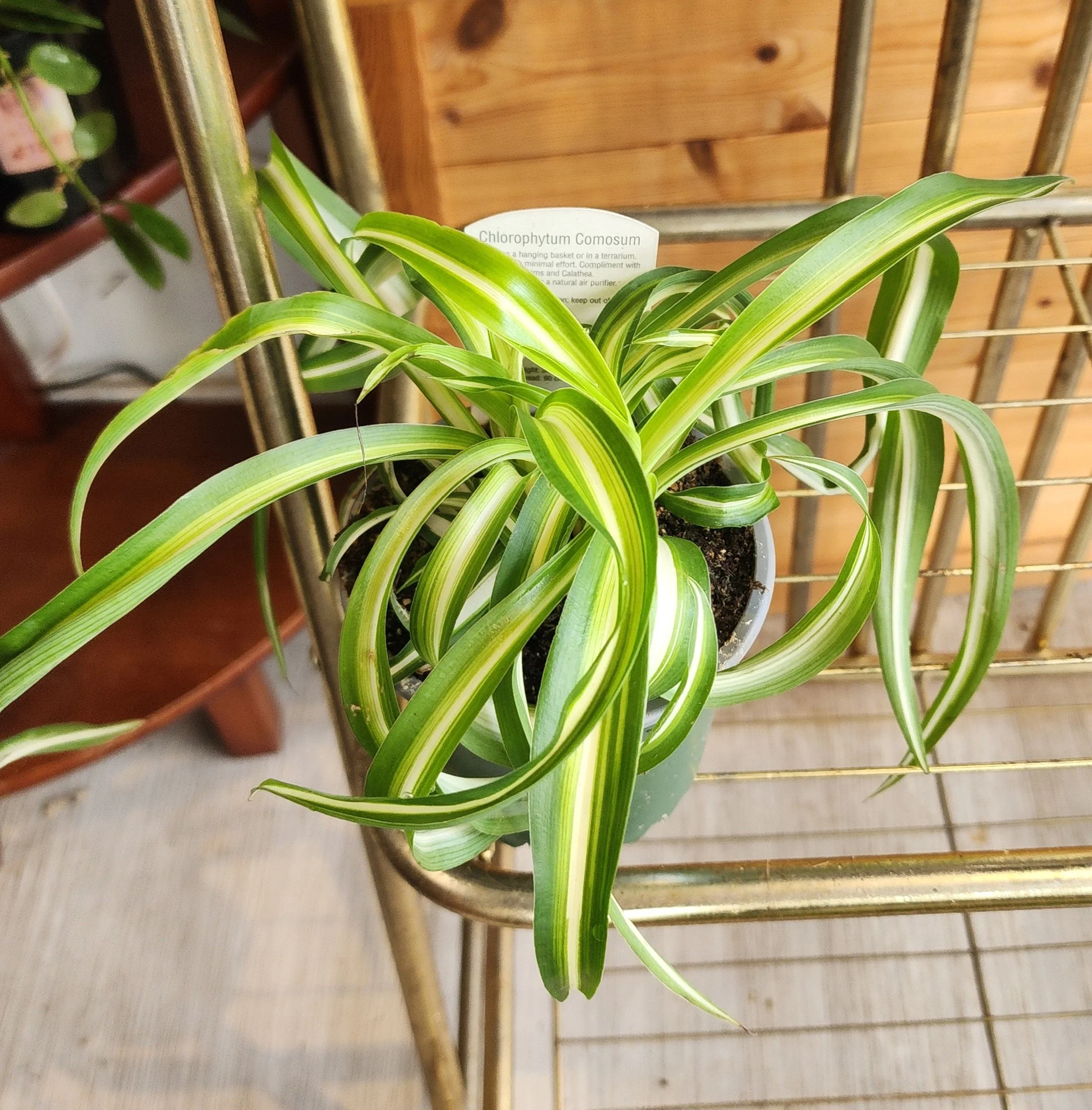 Spider plant
