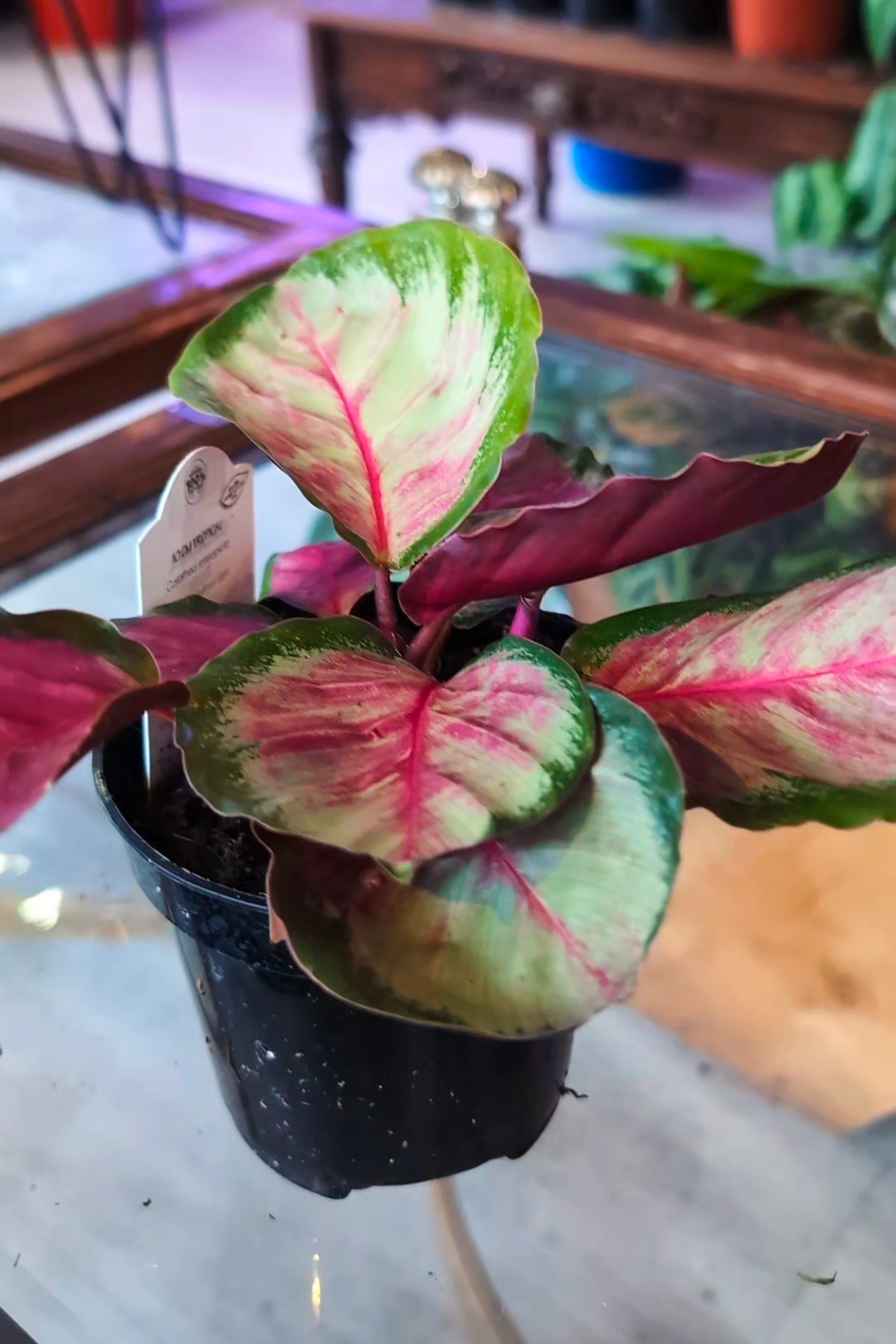 Calathea Rosy, rose painted calathea