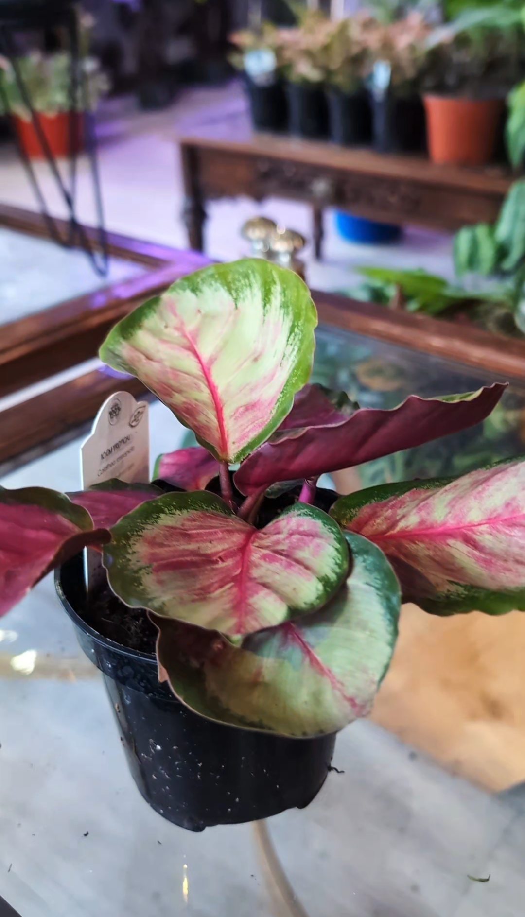 Calathea- Rosy