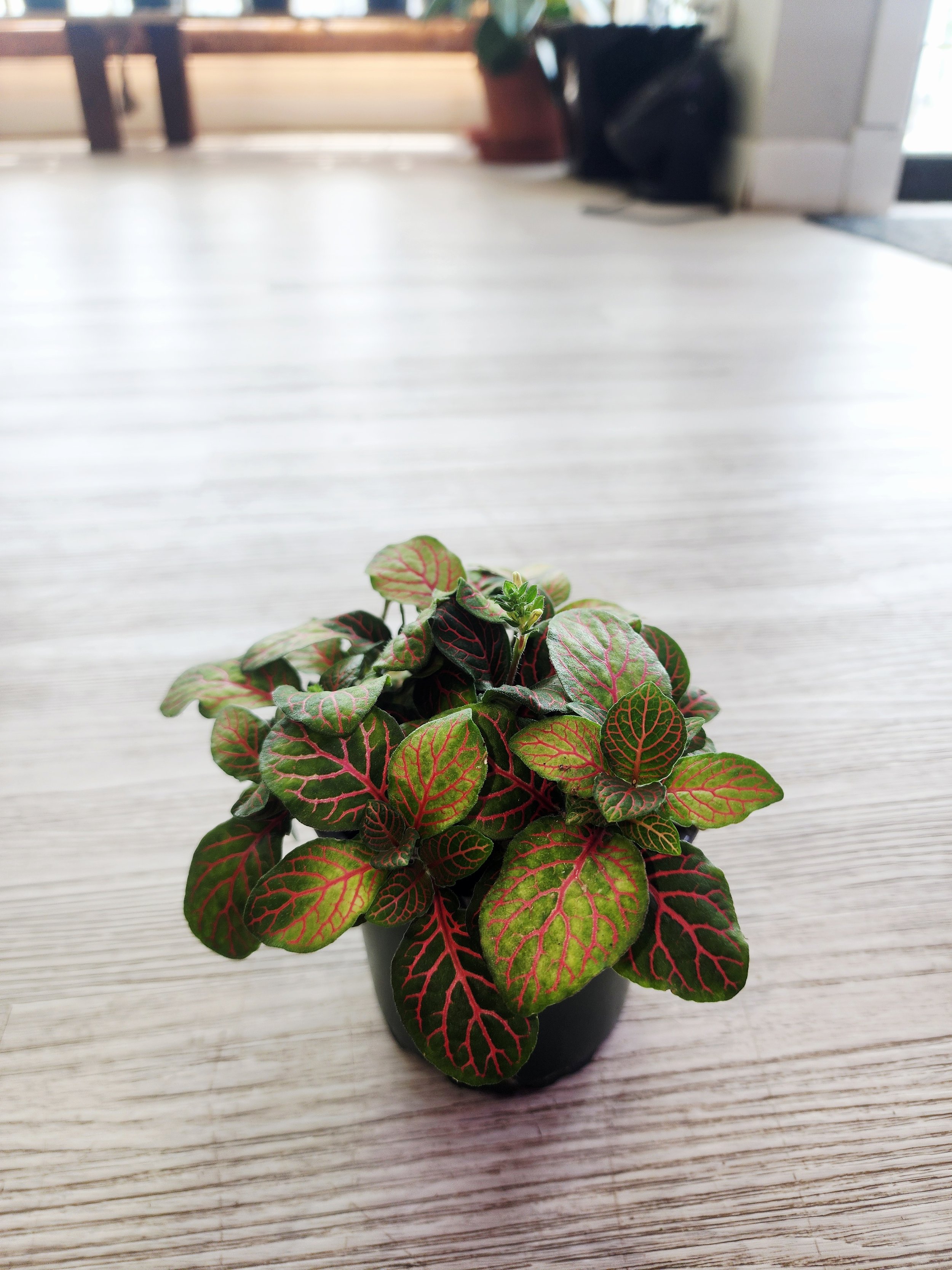 nerveplant.jpg