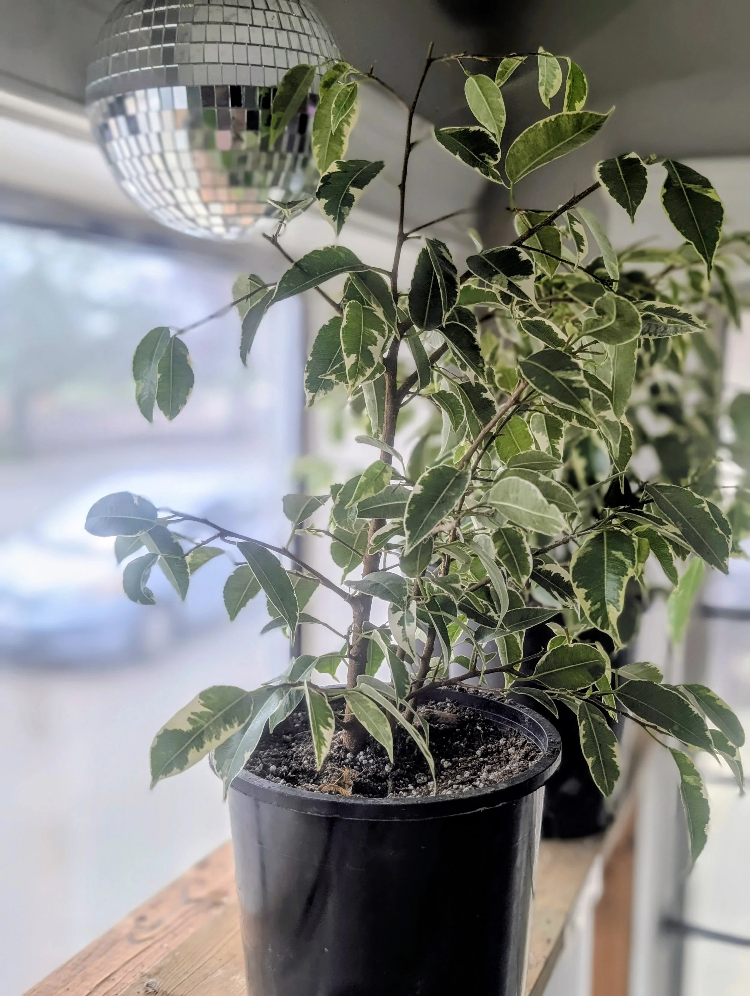 Weepingfig1gal.jpg