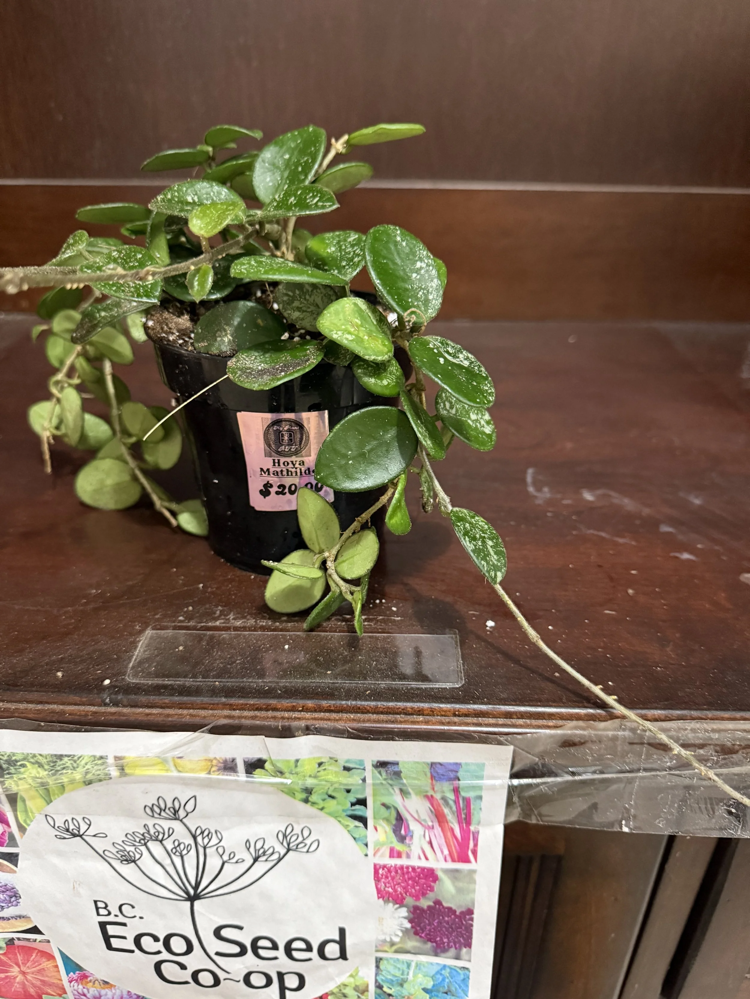 Hoya cv. ' Mathilde', Hoya carnosa x Hoya serpens