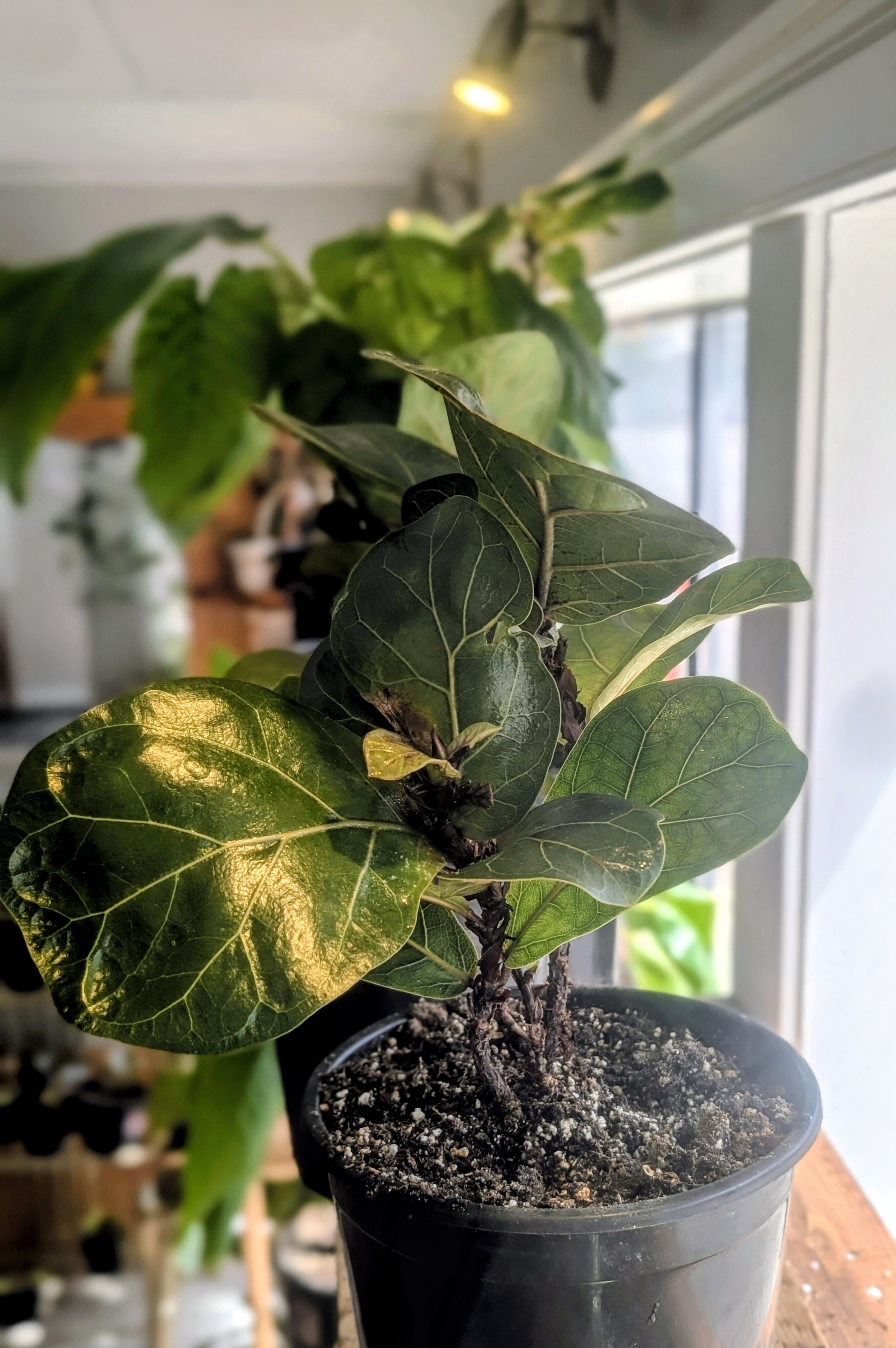 Fiddle Leaf Bush