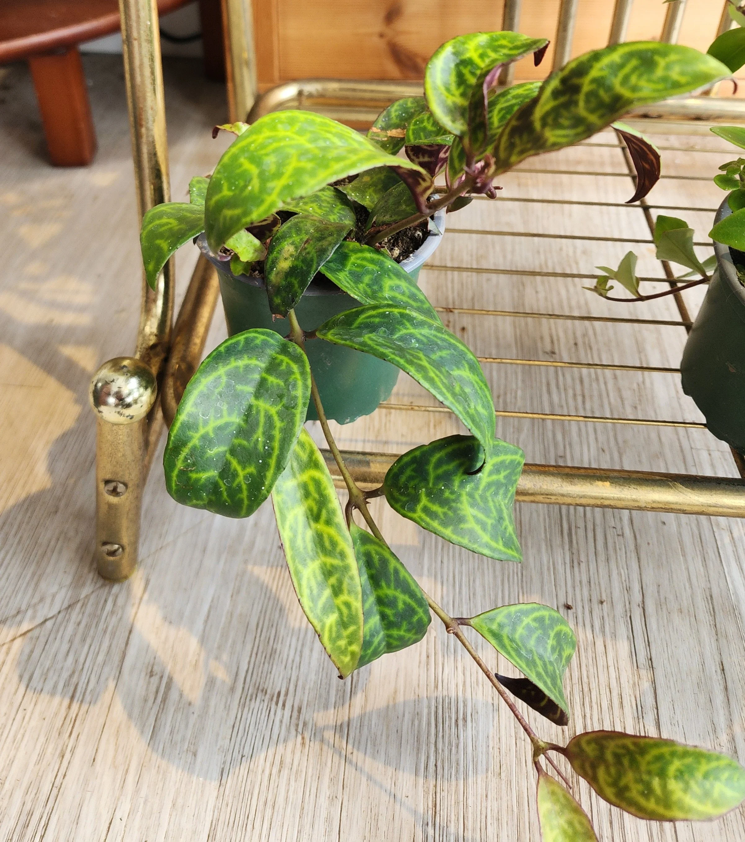 Black lipstick plant_.jpg
