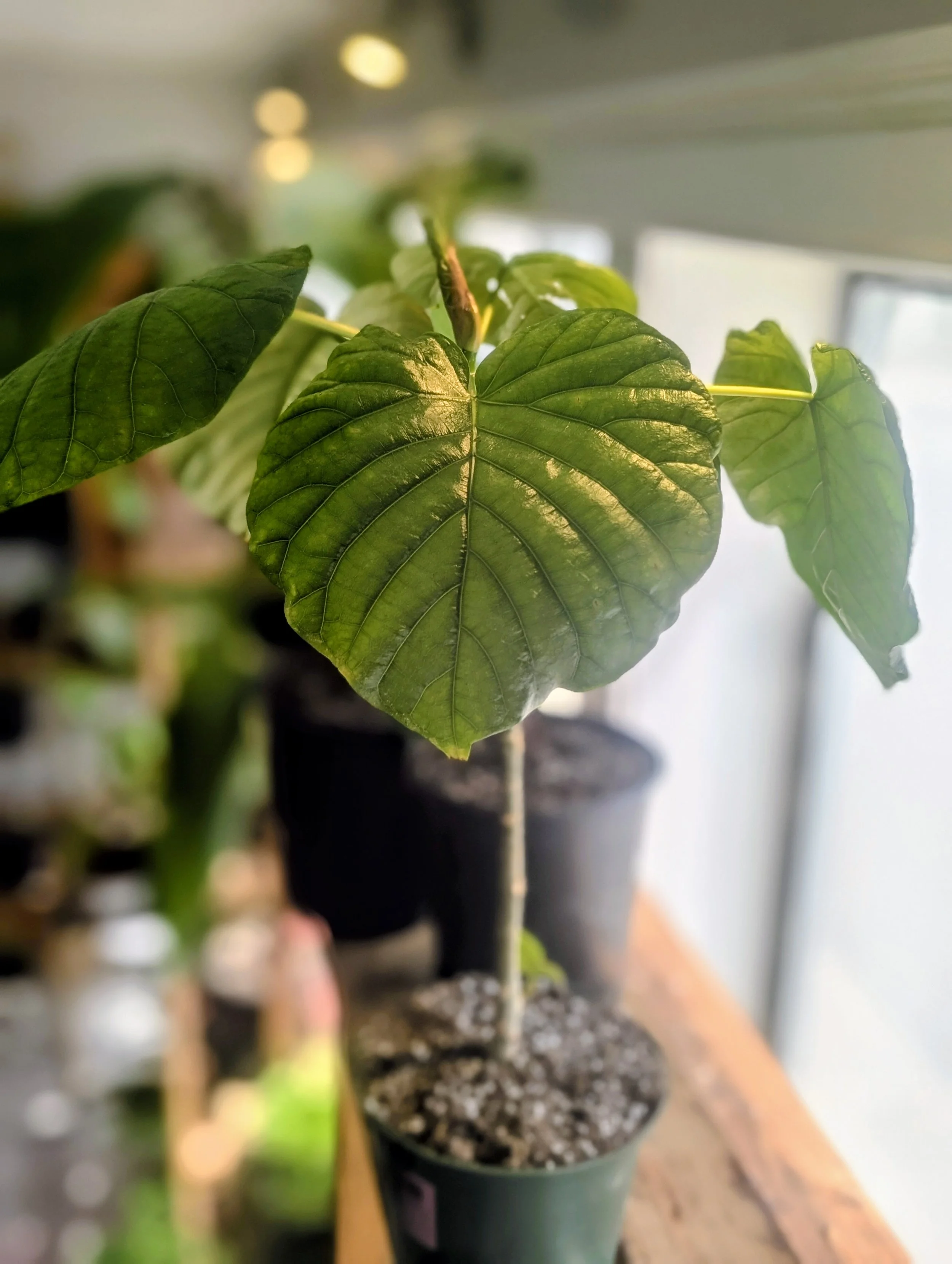 Ficus Umbellata