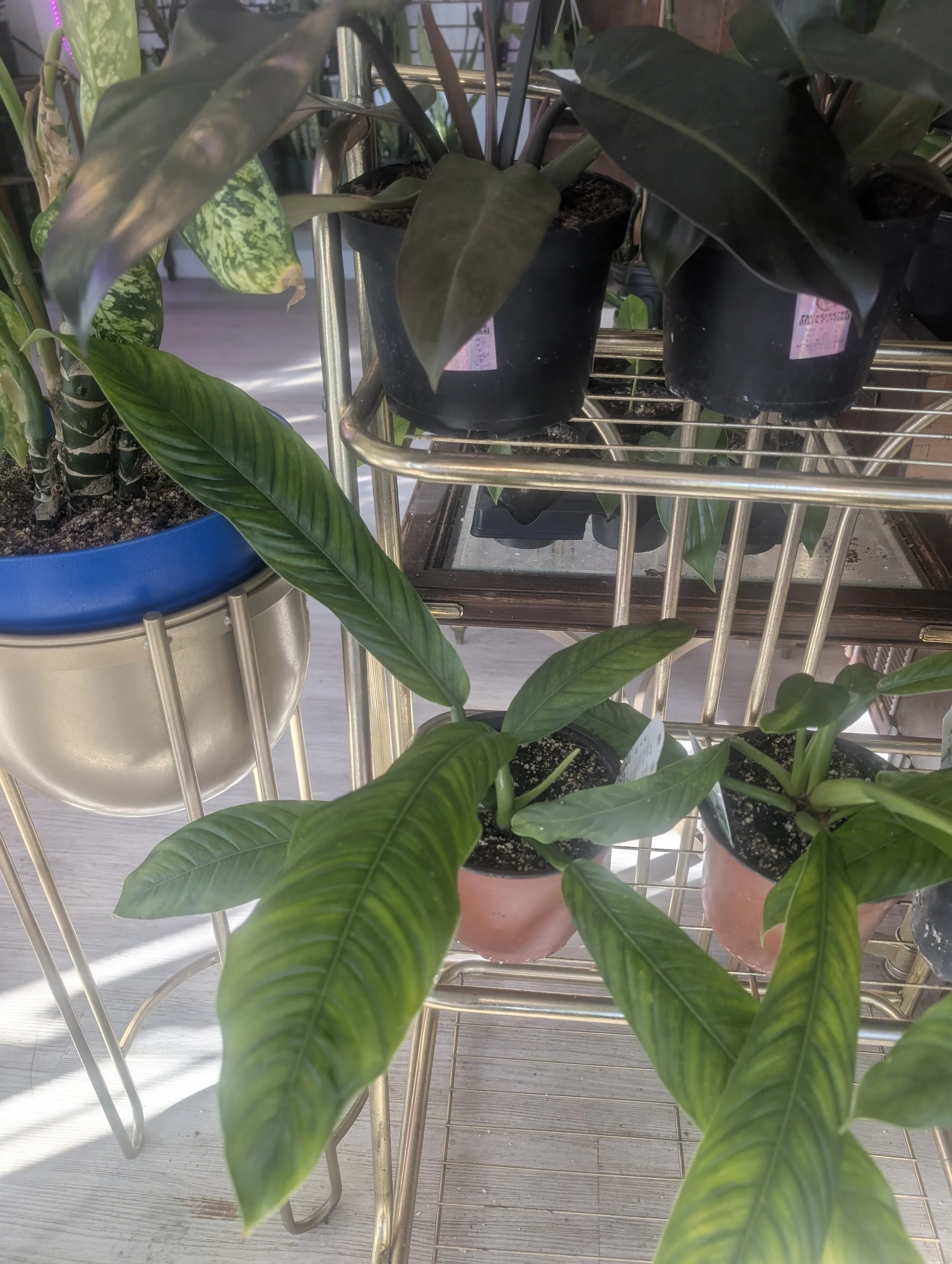 Philodendron- Lynette