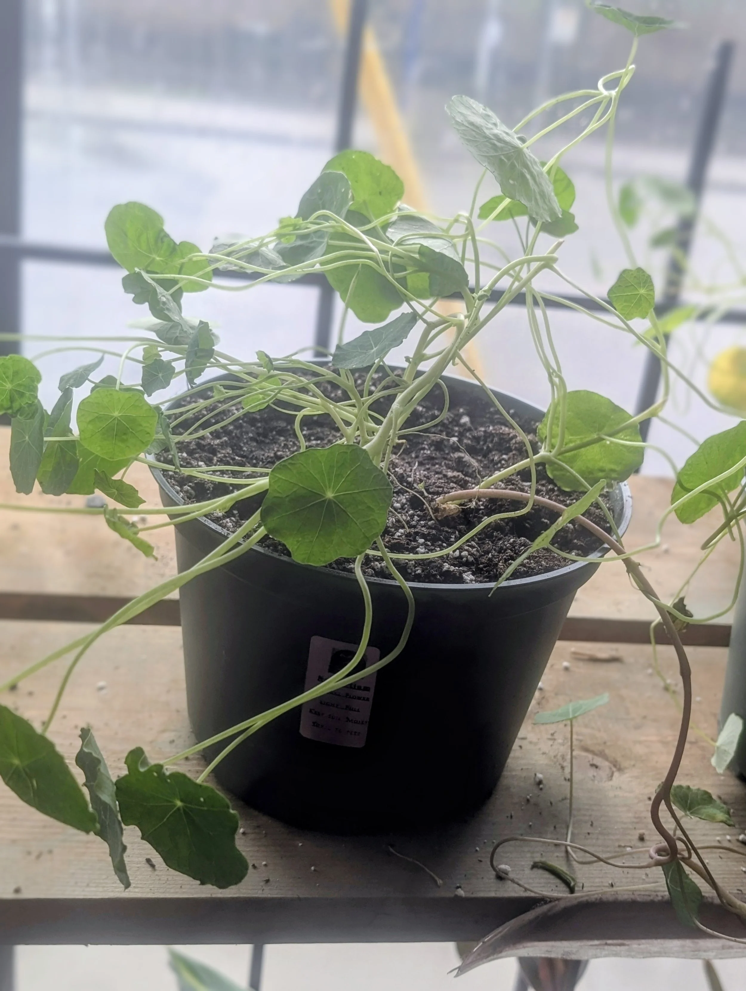 nasturium6_.jpg