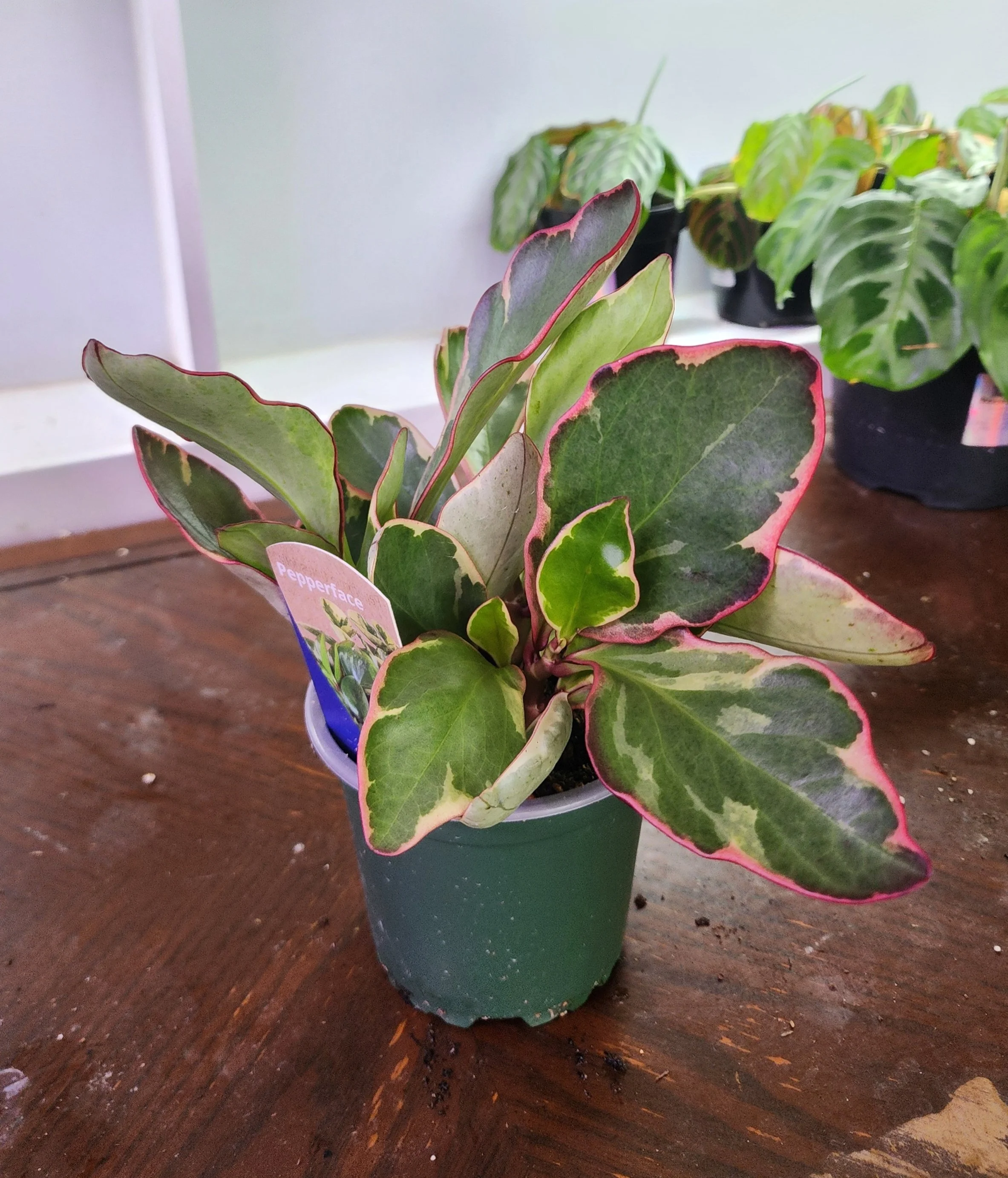peperomia varigated red edge peperface.jpg