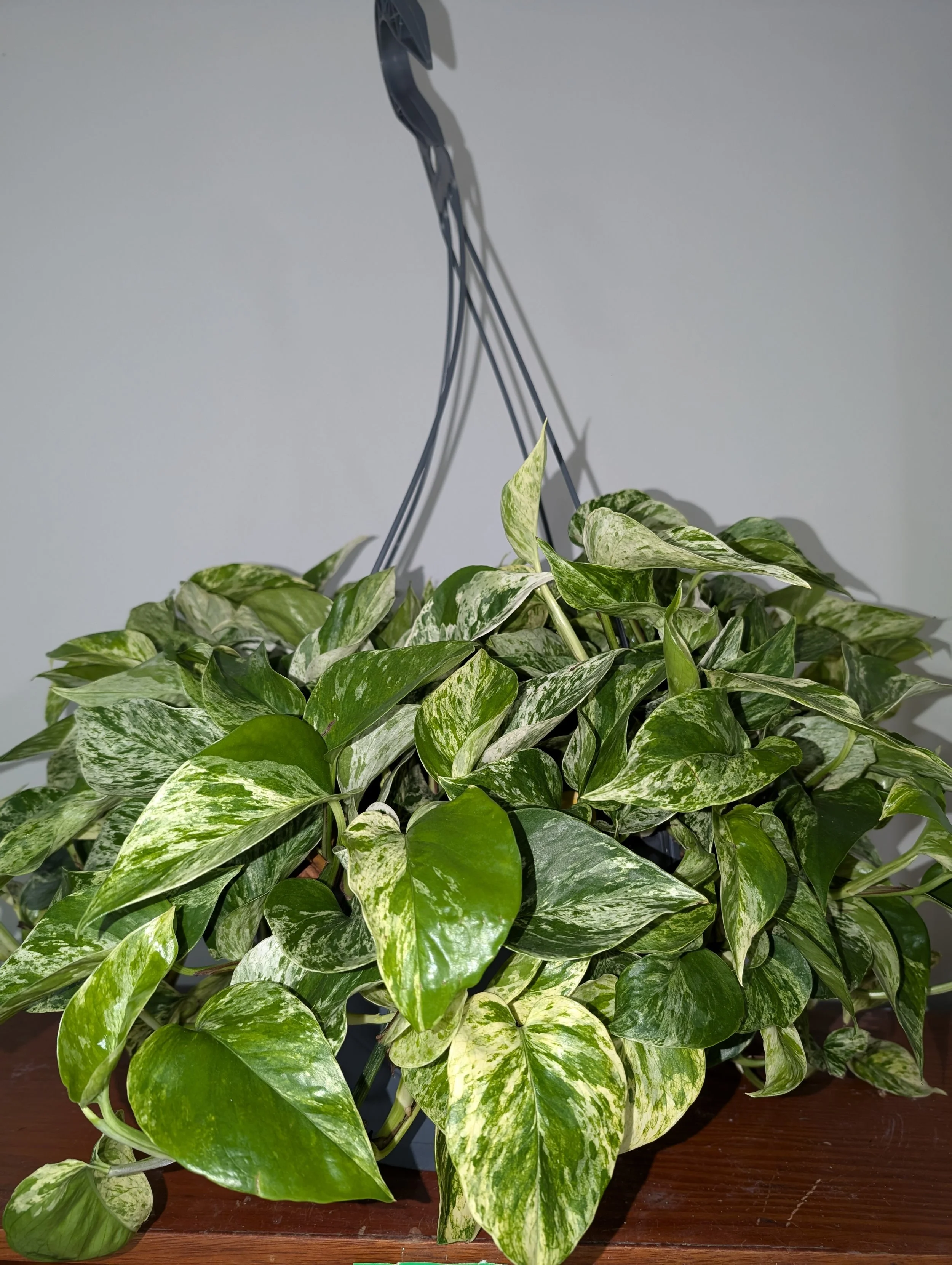 Pothos - Marble Queen