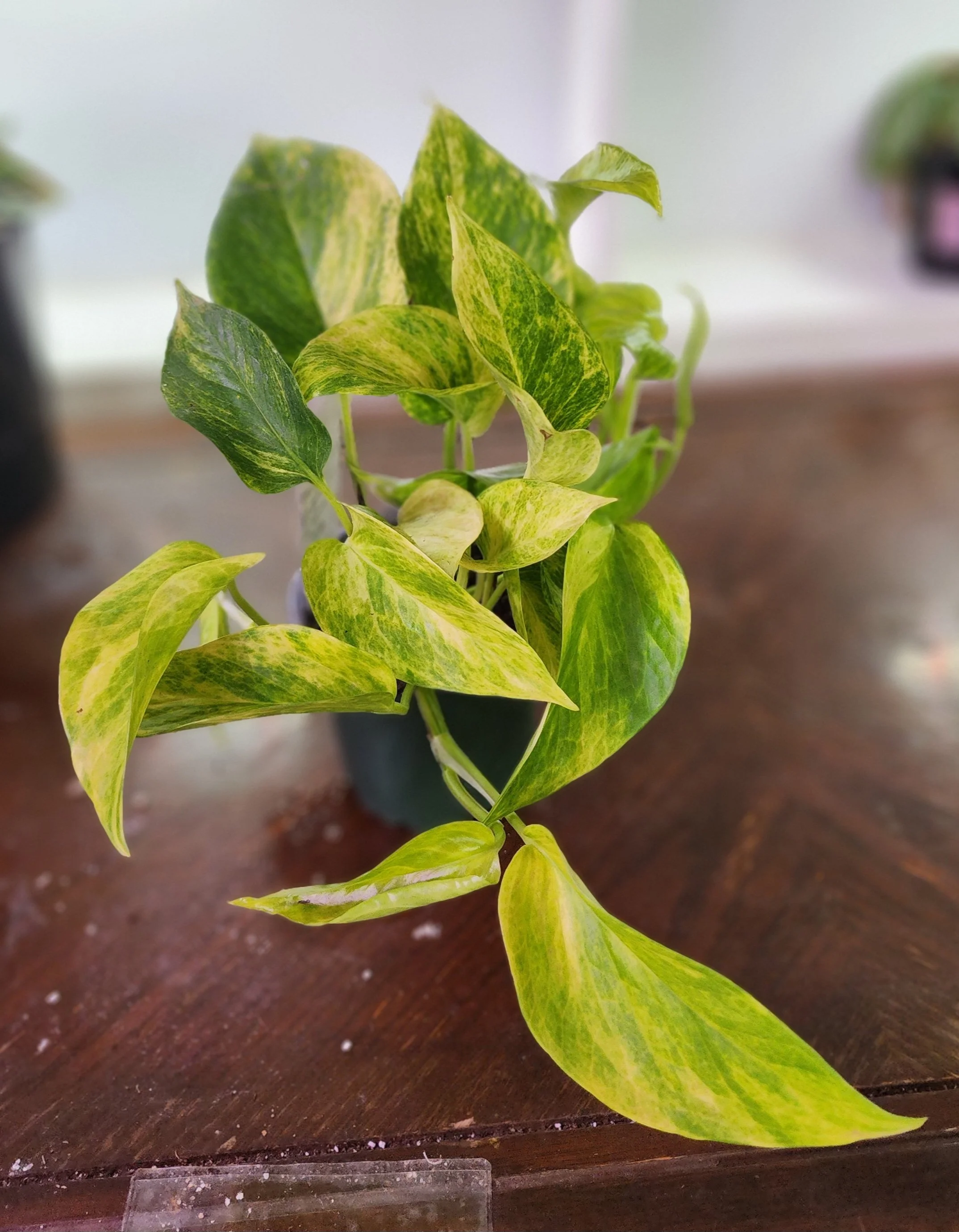 Goldenpothos4_.jpg