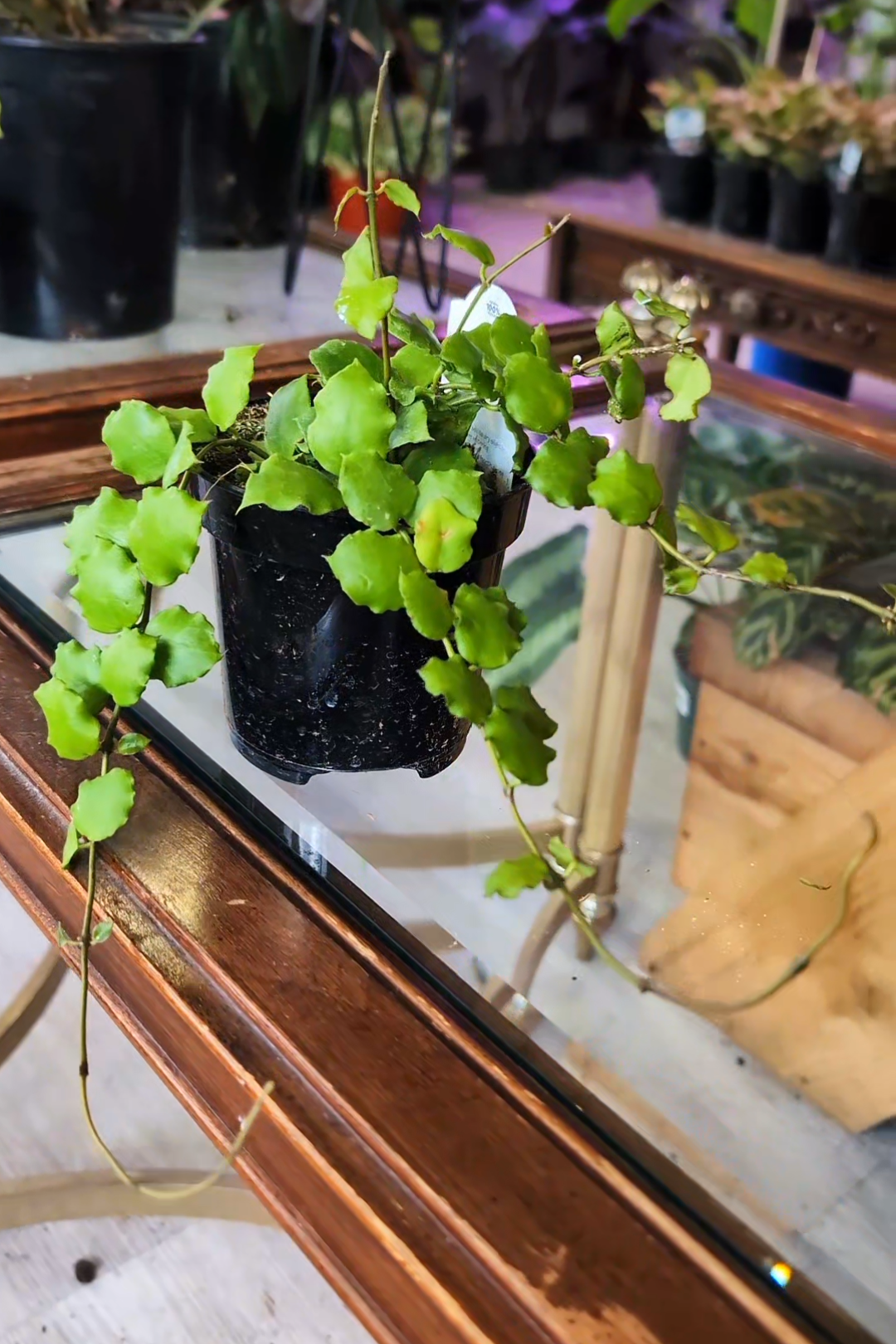 Hoya porcelain flower, hoya plant