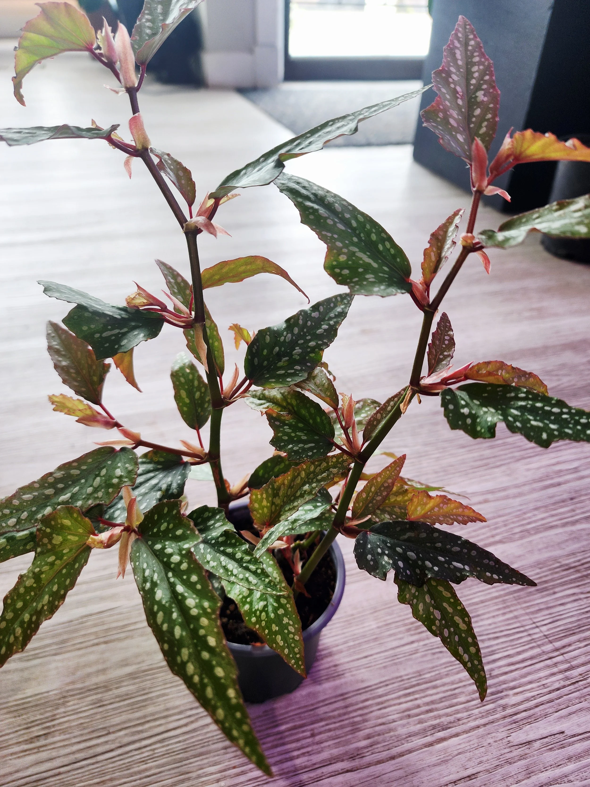 Begonia Pink Angel