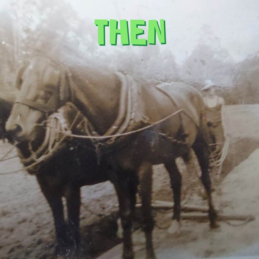 From horse power to horsepower! 🚜

Swipe to see how pineapple harvesting has evolved - from the steady trot of a horse-drawn cart in the 1950s to the powerful machinery of today.

It&rsquo;s a golden reminder of just how far our fave Aussie pines ha