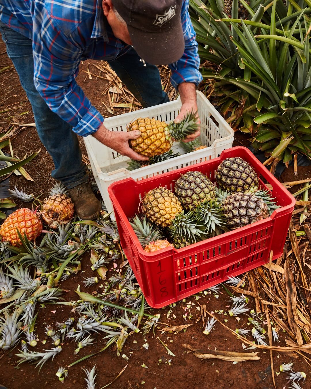 100% Queensland grown and loved by all. 💛🍍

This #InternationalPineappleDay, we celebrate our incredible growers who work around the clock to deliver the golden goodness all year long.

#AustralianPineapples #Pineapple #TasteOfSummer #ShareTheSunsh